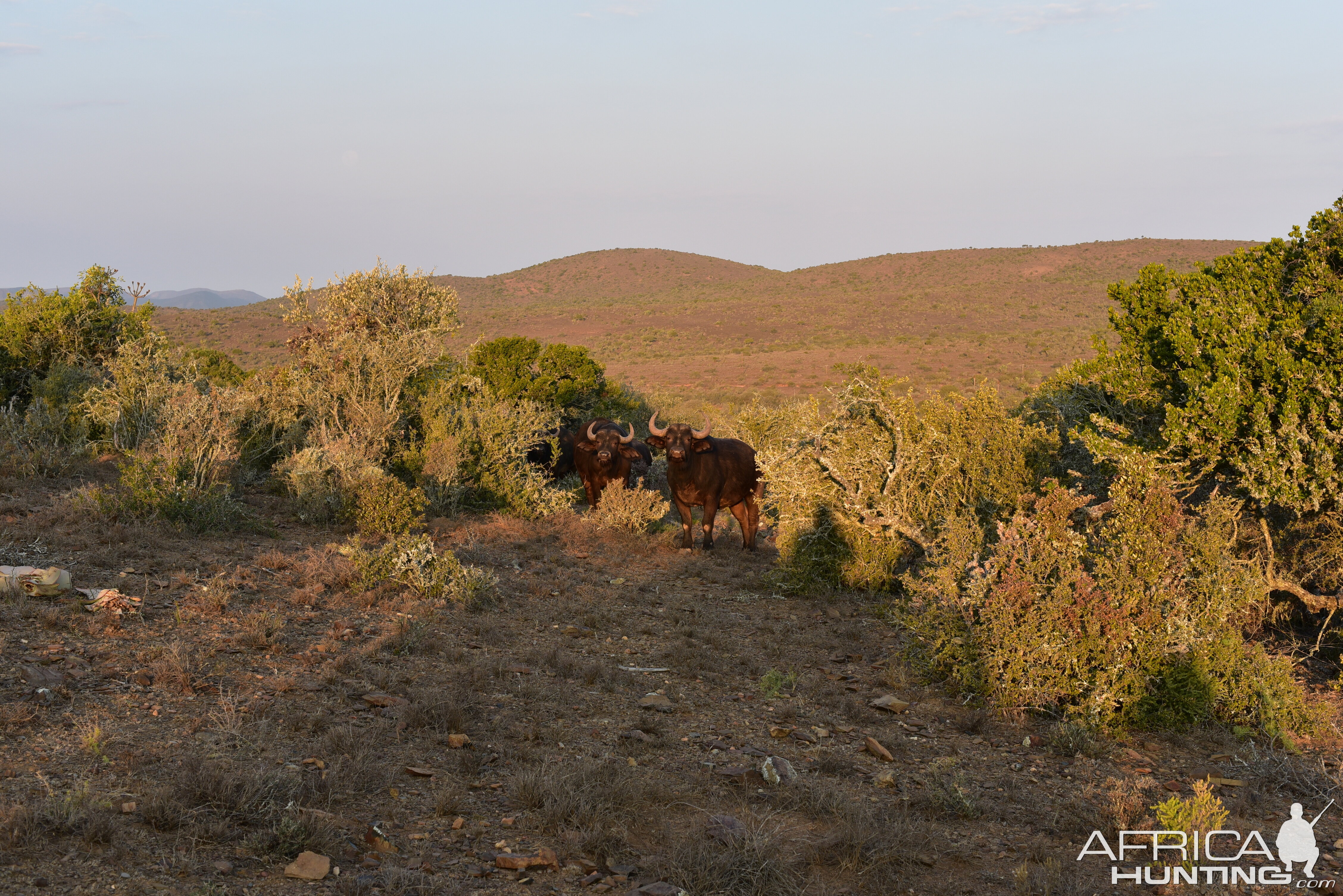 Cape Buffalo South Africa