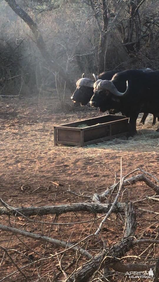 Cape Buffalo South Africa