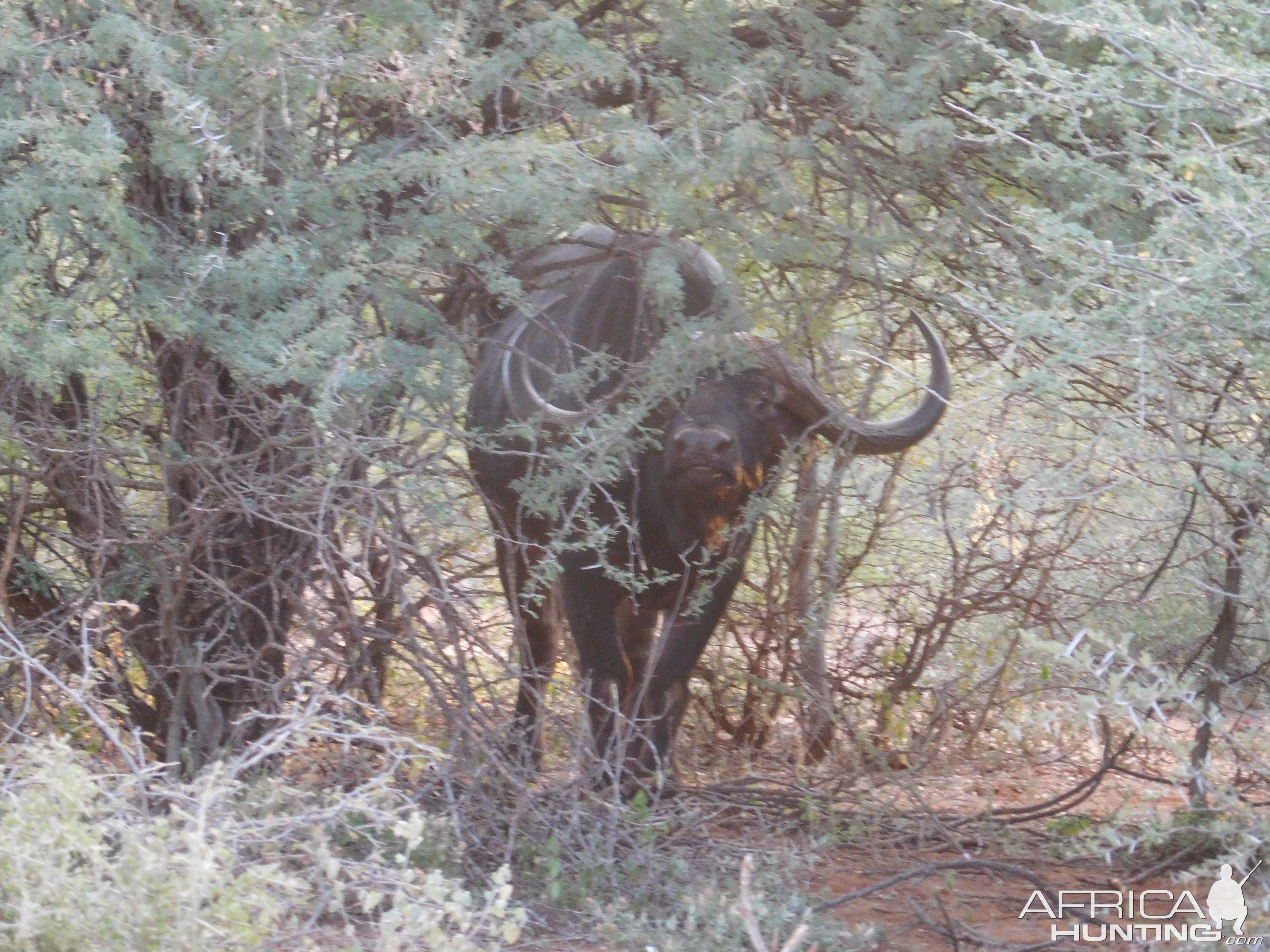 Cape Buffalo South Africa