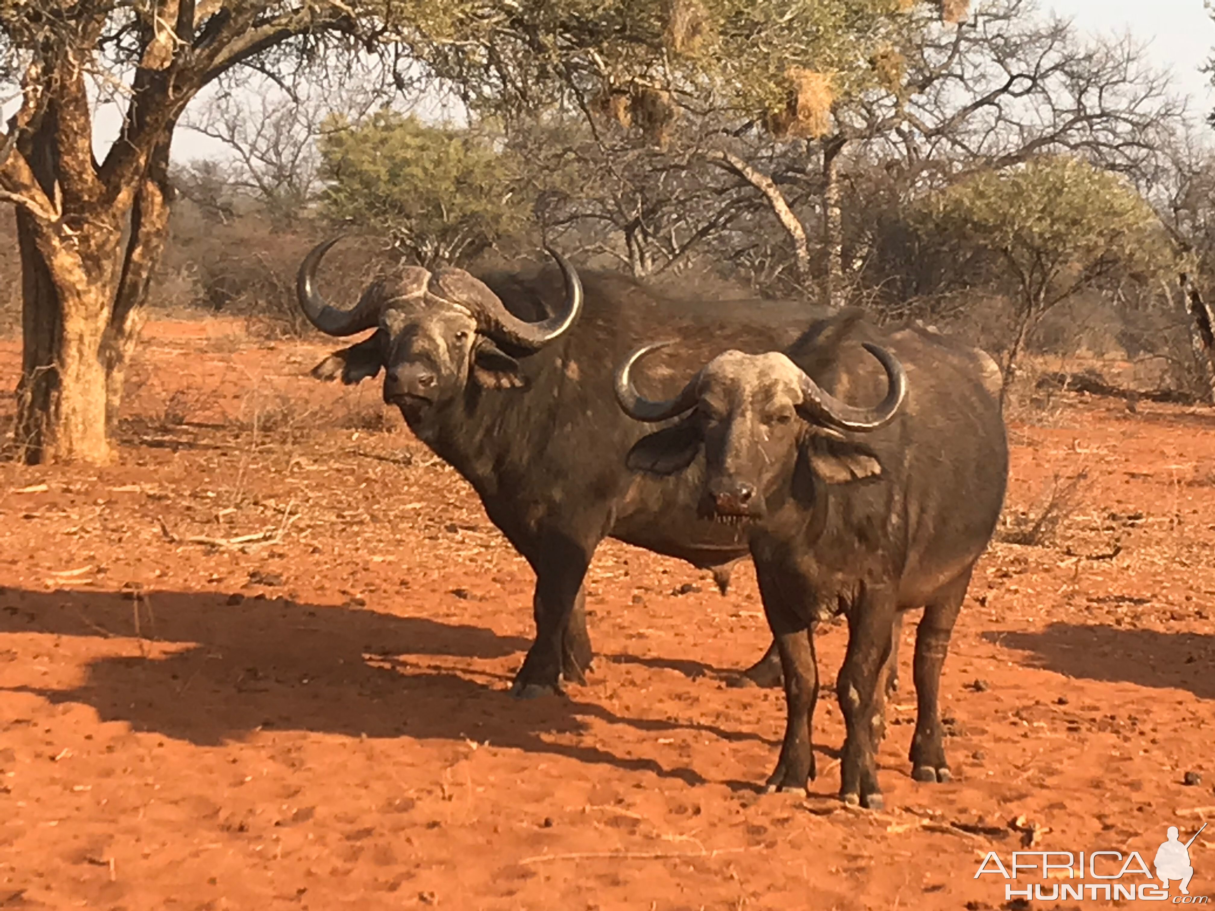 Cape Buffalo South Africa