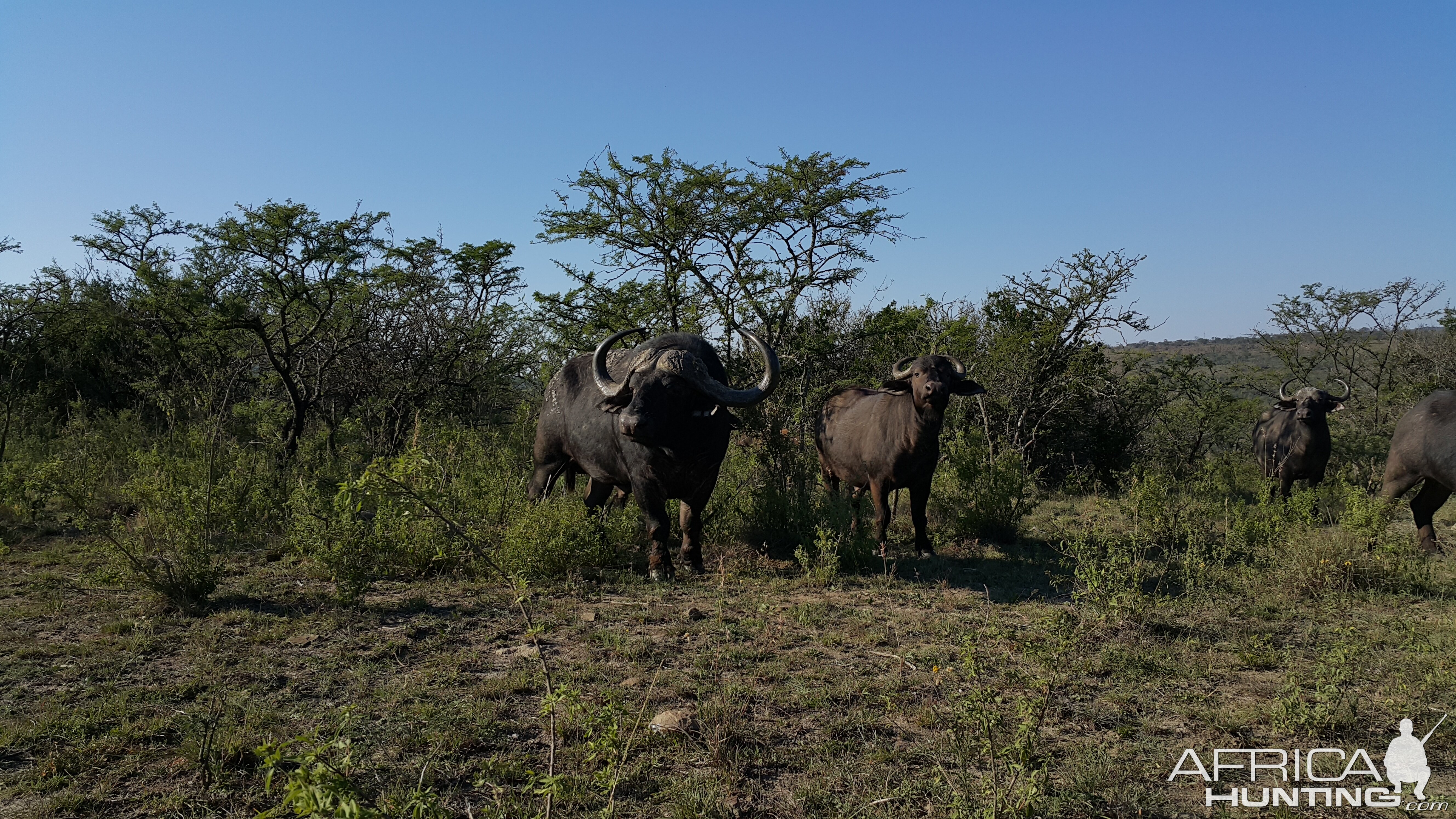 Cape Buffalo South Africa