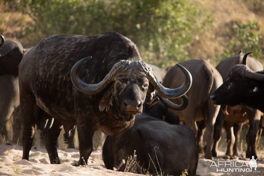 Cape Buffalo South Africa