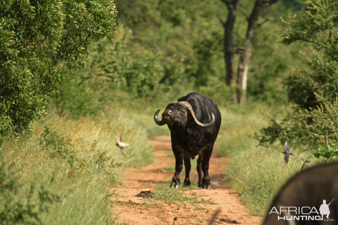 Cape Buffalo South Africa