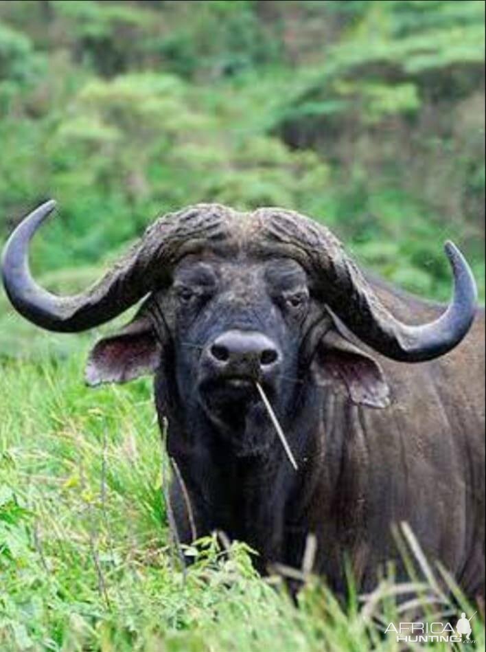 Cape Buffalo South Africa