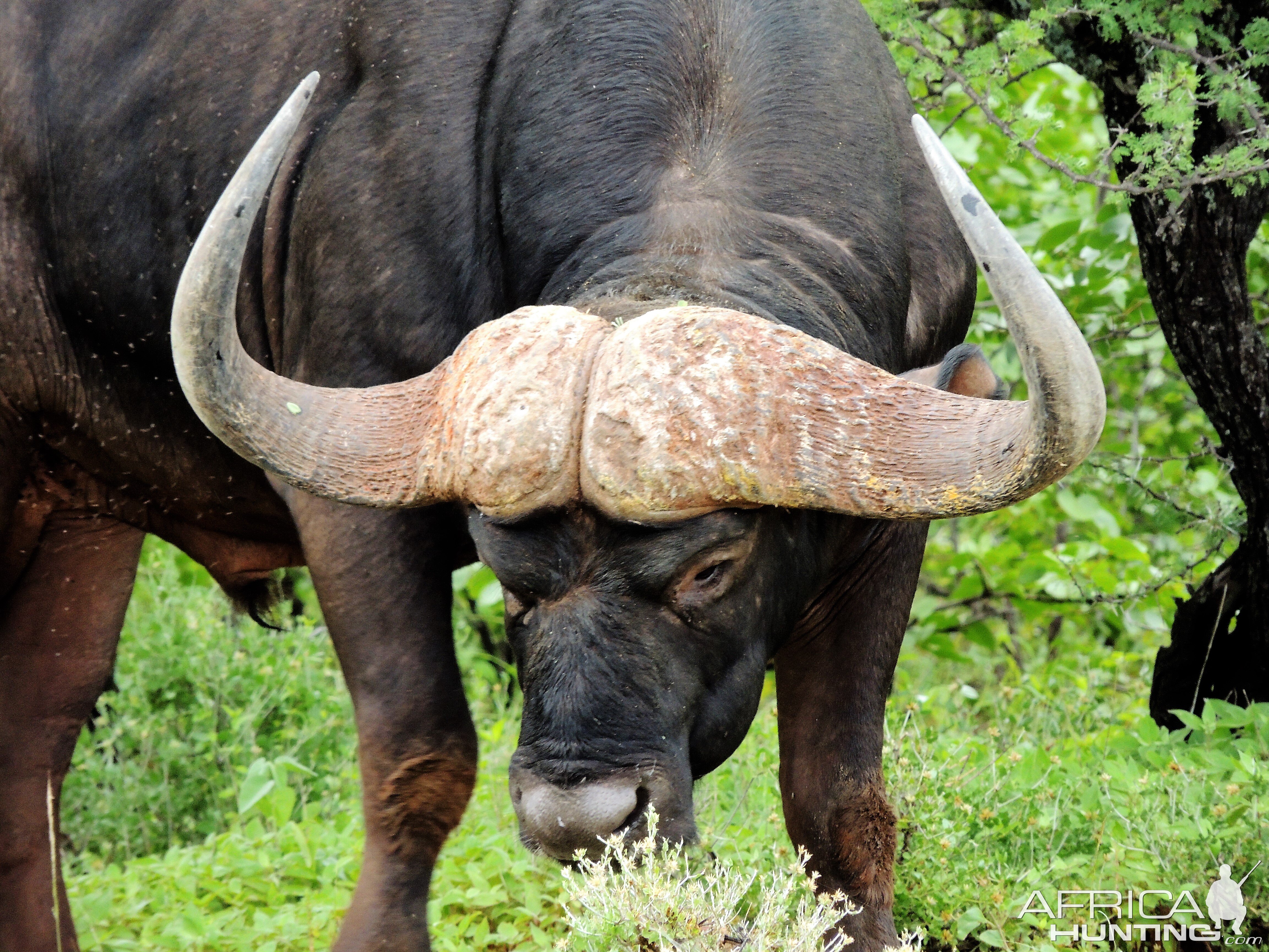 Cape Buffalo South Africa