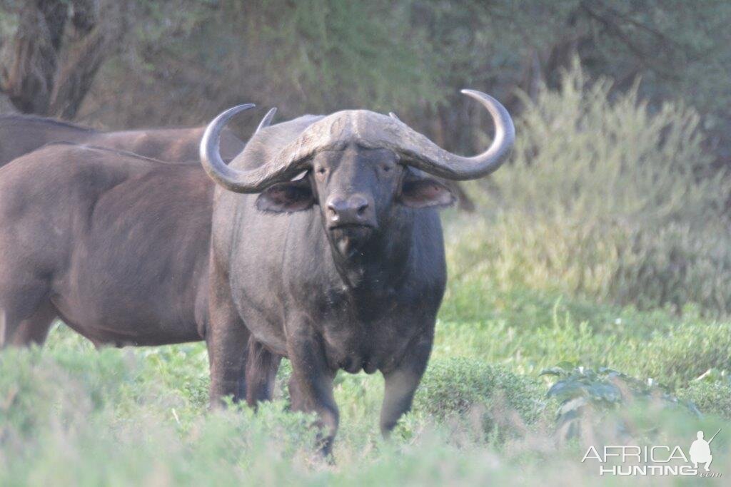 Cape Buffalo South Africa