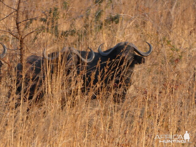 Cape Buffalo Tanzania