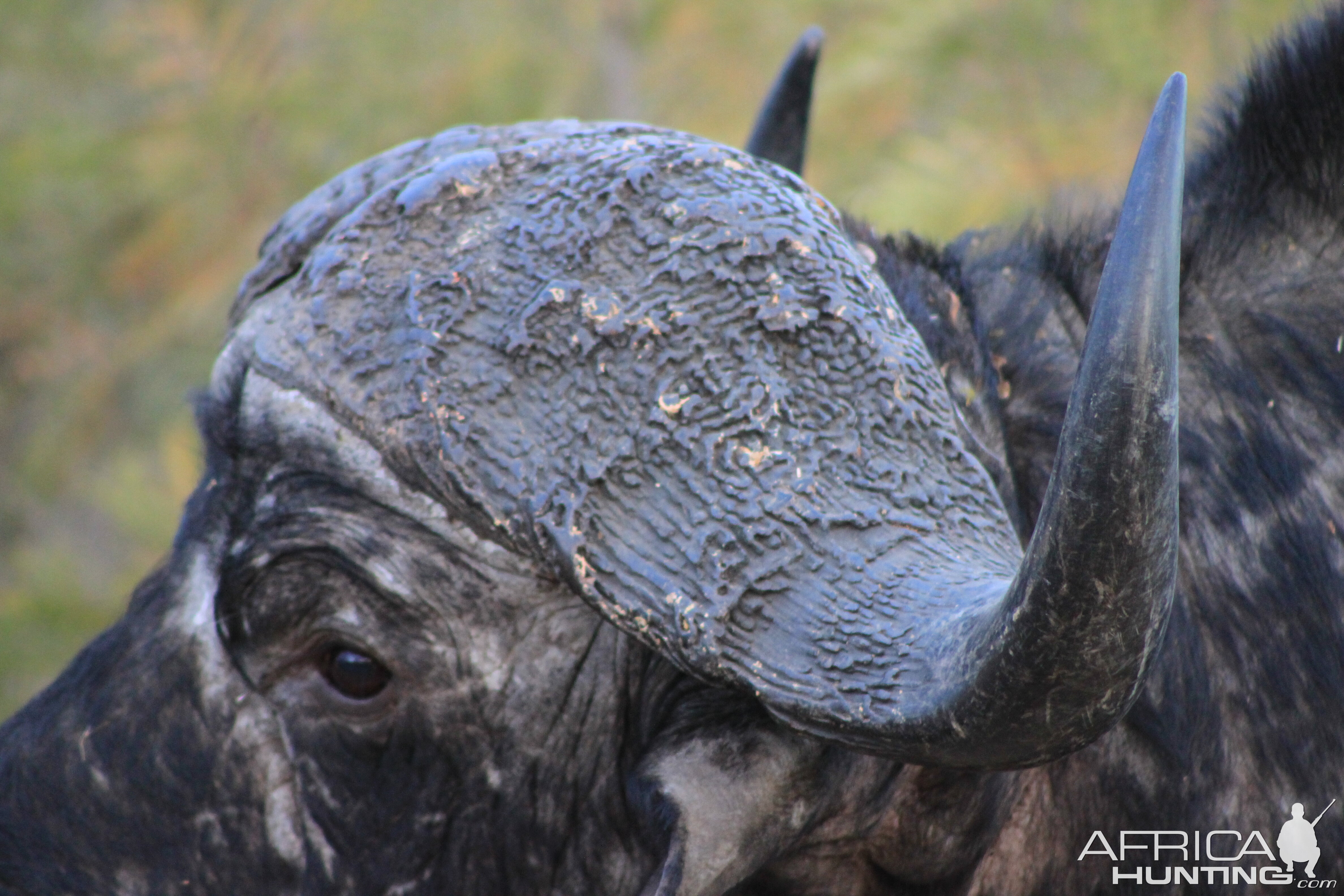 Cape Buffalo Tanzania