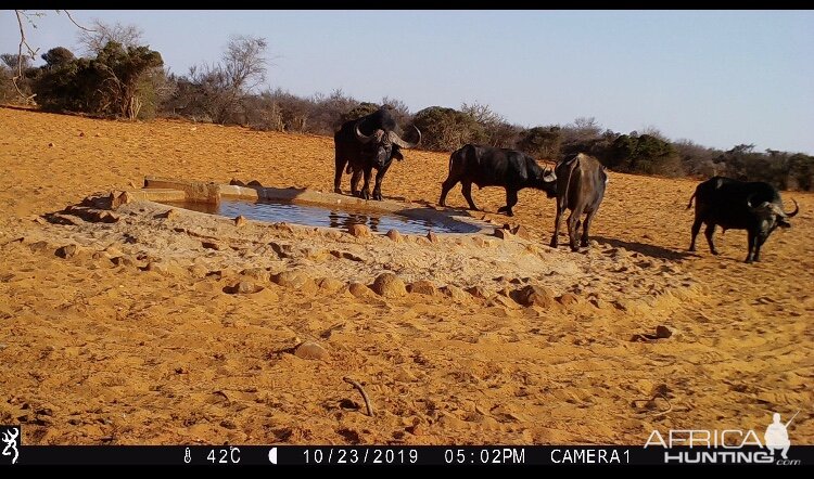 Cape Buffalo Trail Cam Pictures Namibia