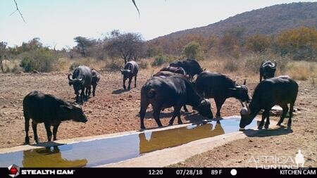 Cape Buffalo Trail Cam Pictures South Africa