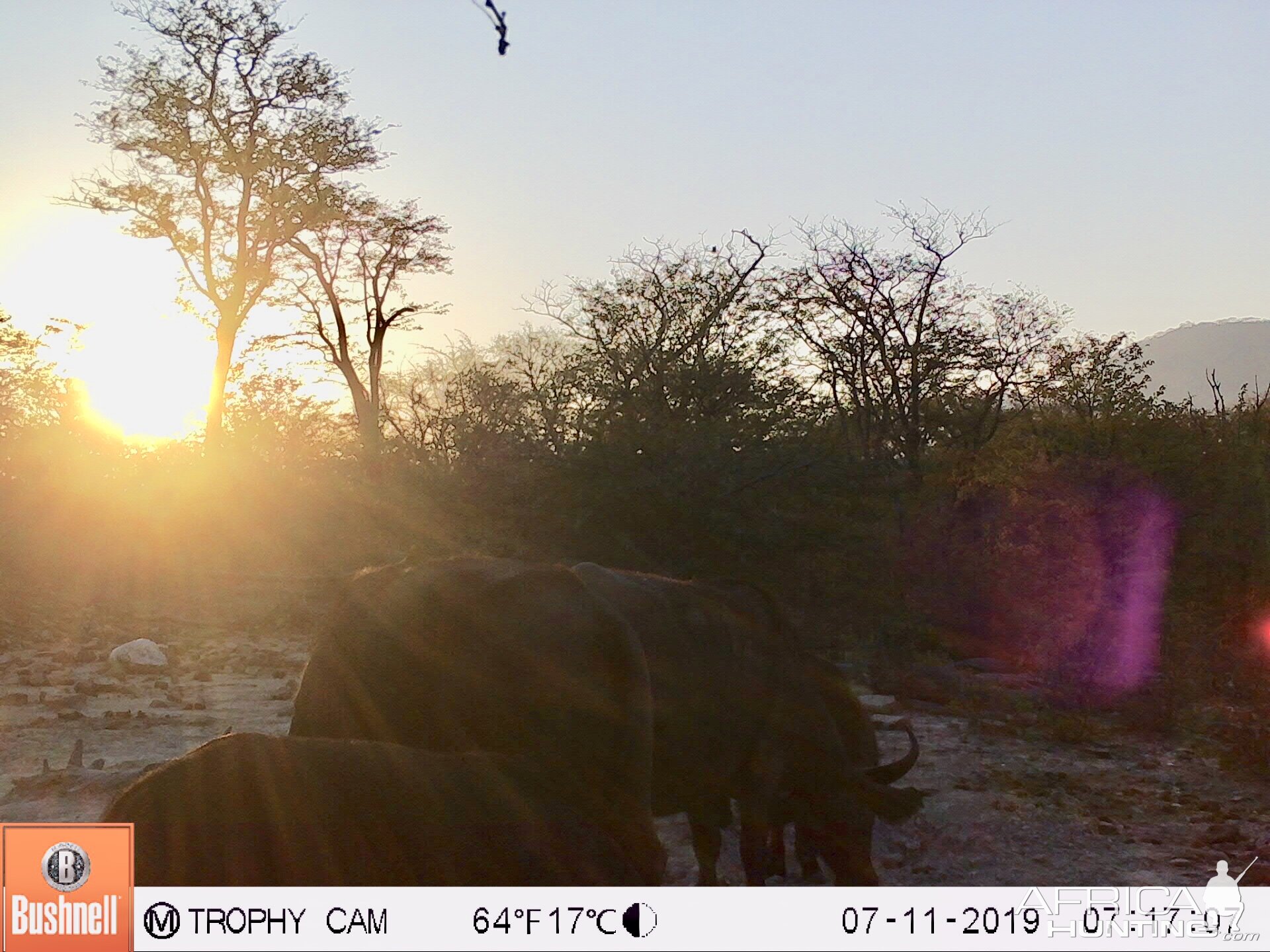 Cape Buffalo Trail Cam Pictures Zimbabwe