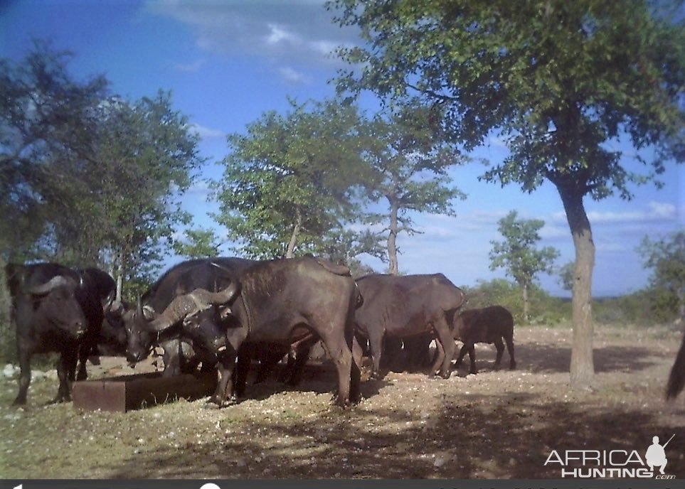 Cape Buffalo Trail Camera South Africa