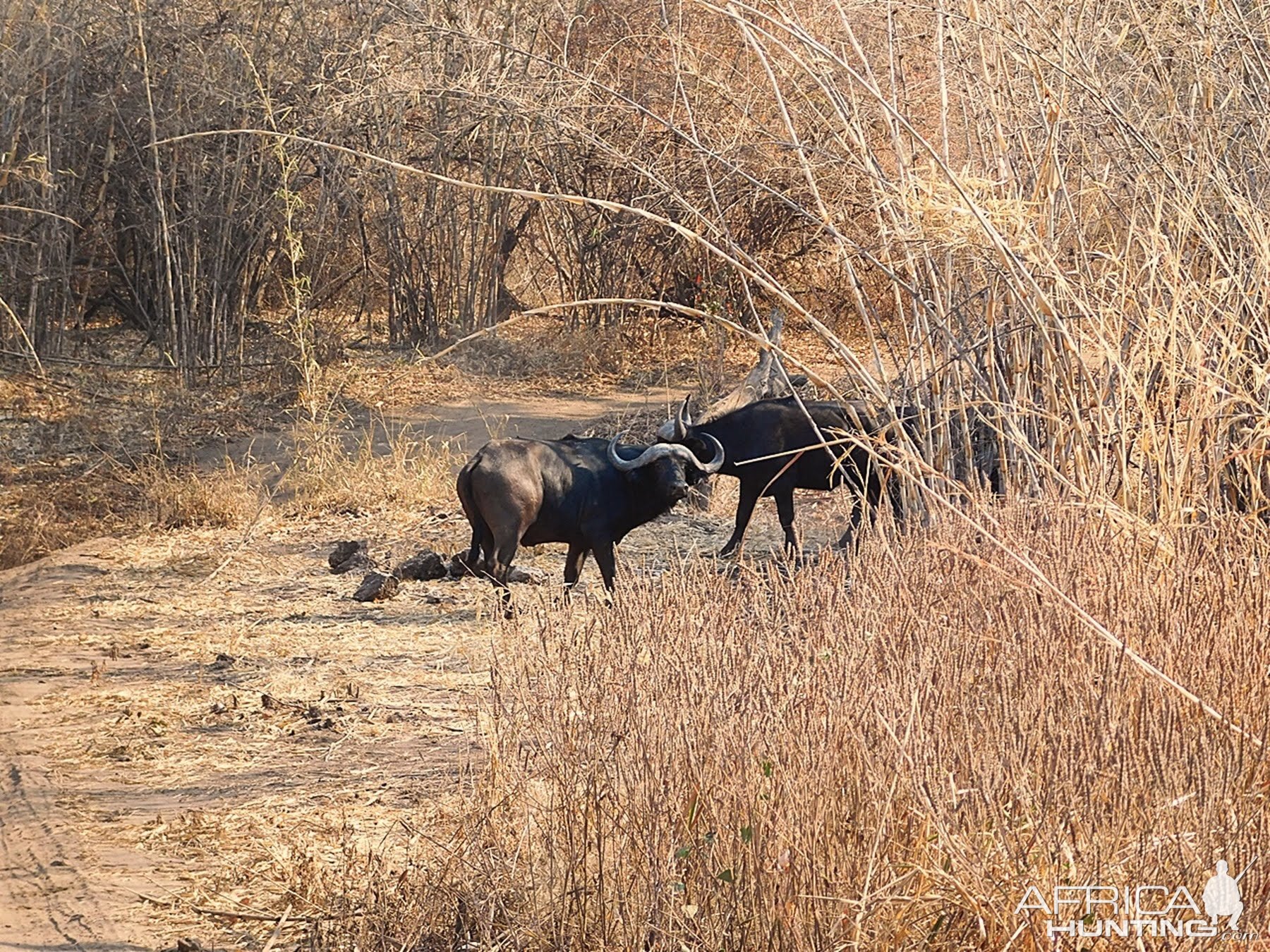 Cape Buffalo Zambia