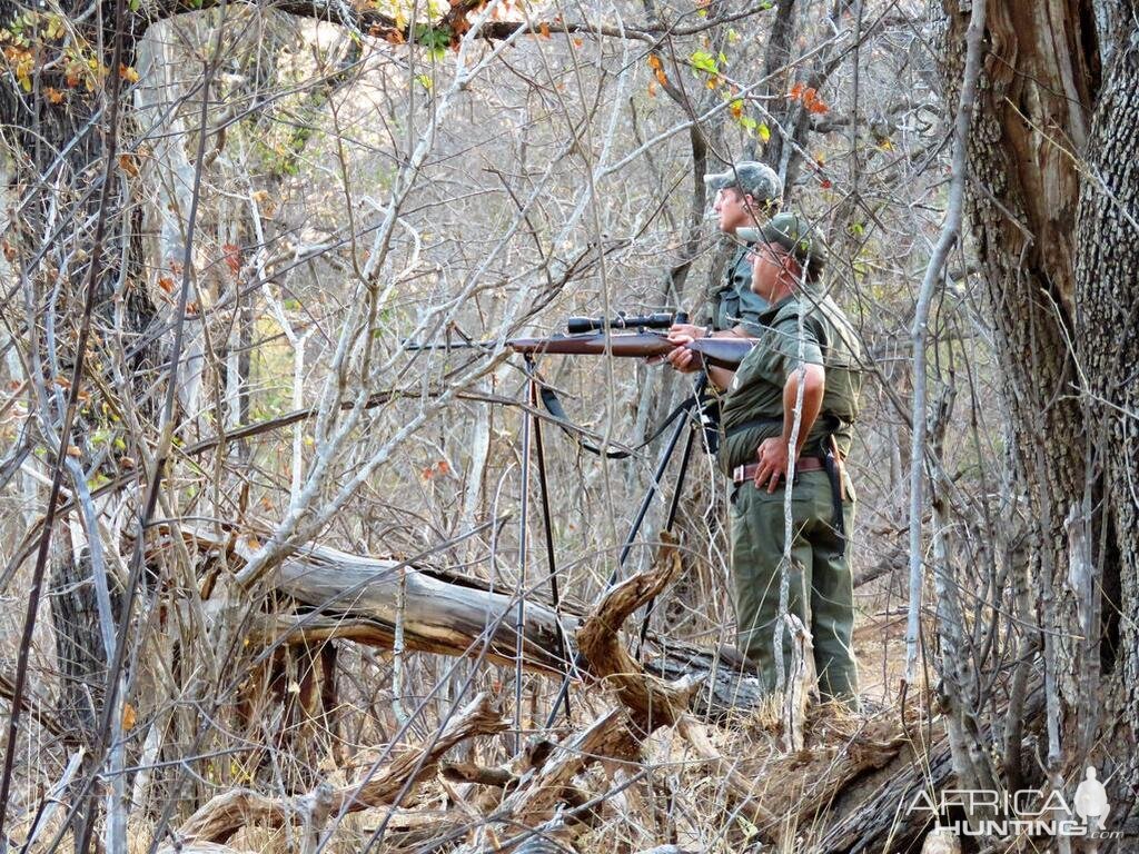 Cape Buffalo Zimbabwe Hunt