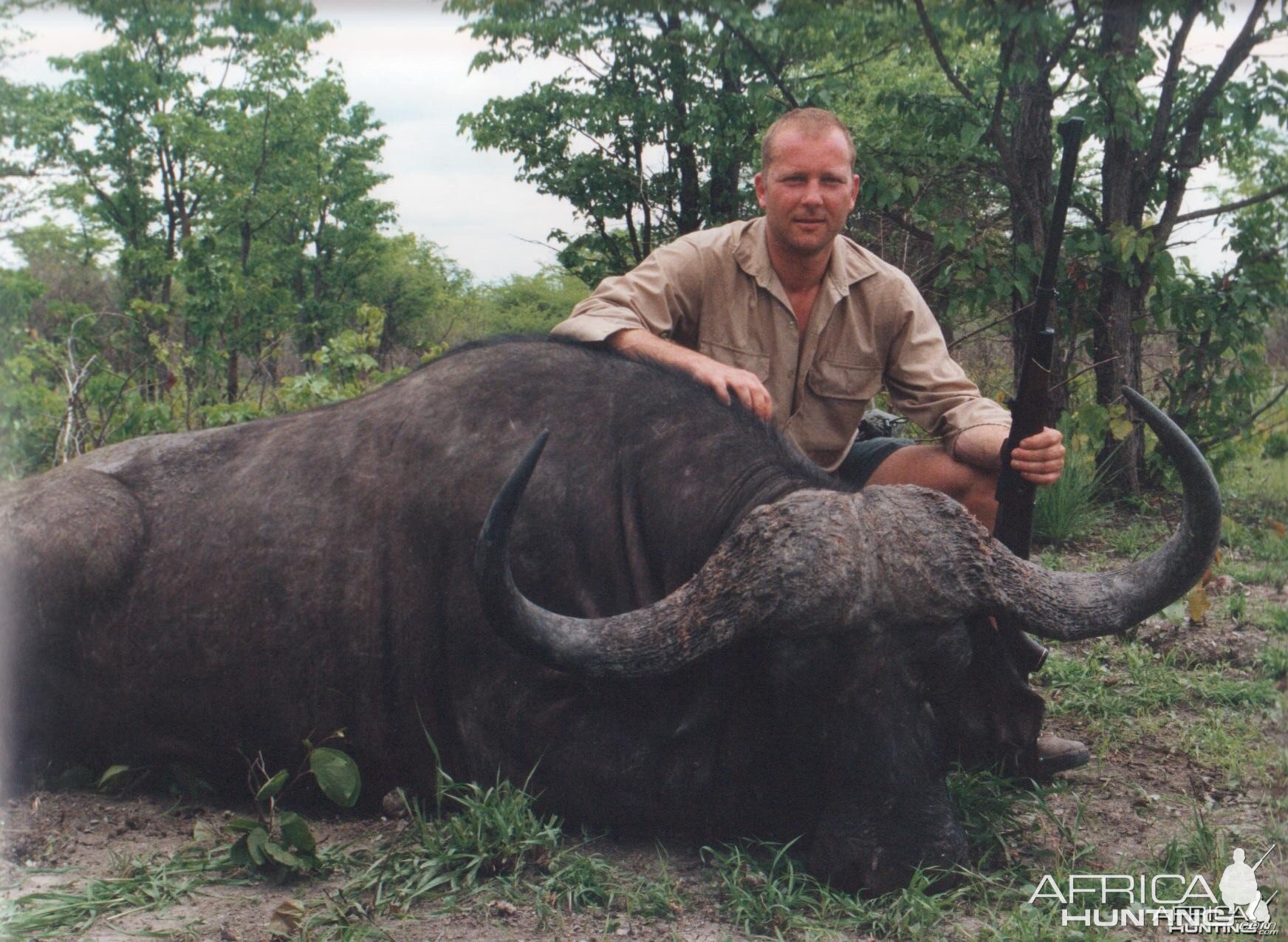 Cape Buffalo, Zimbabwe.