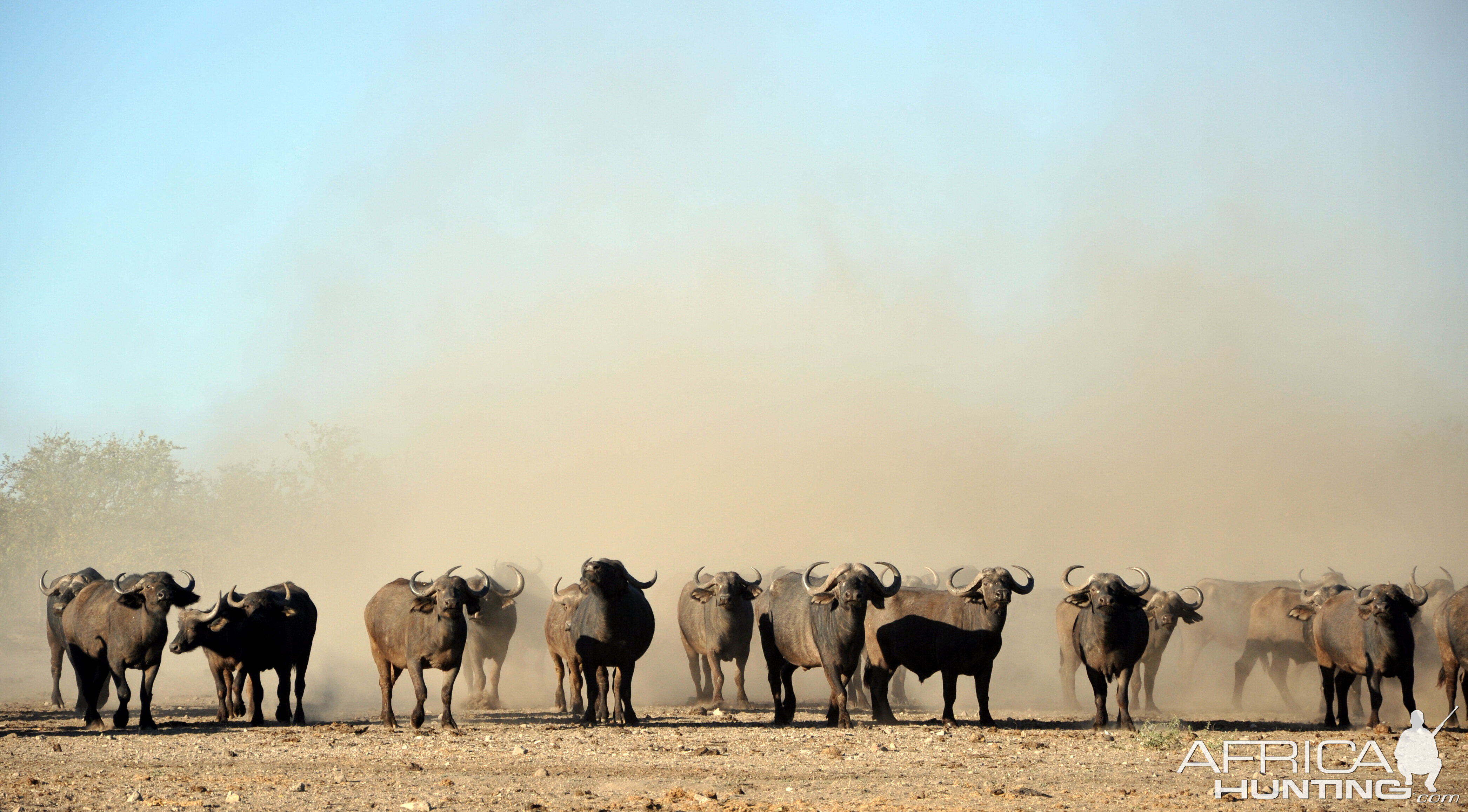 Cape Buffalo Zimbabwe