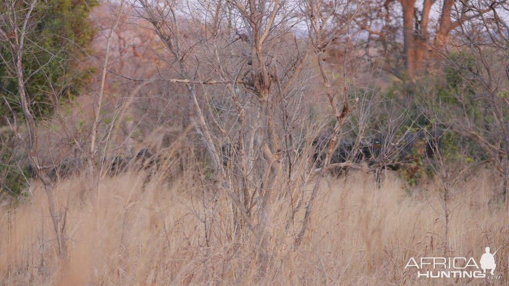 Cape Buffalo Zimbabwe