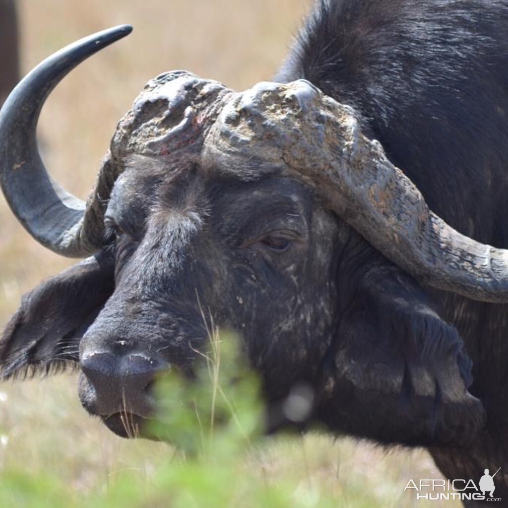 Cape Buffalo