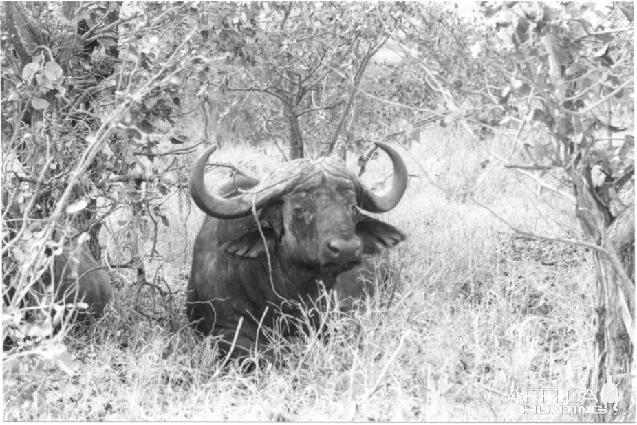 Cape Buffalo