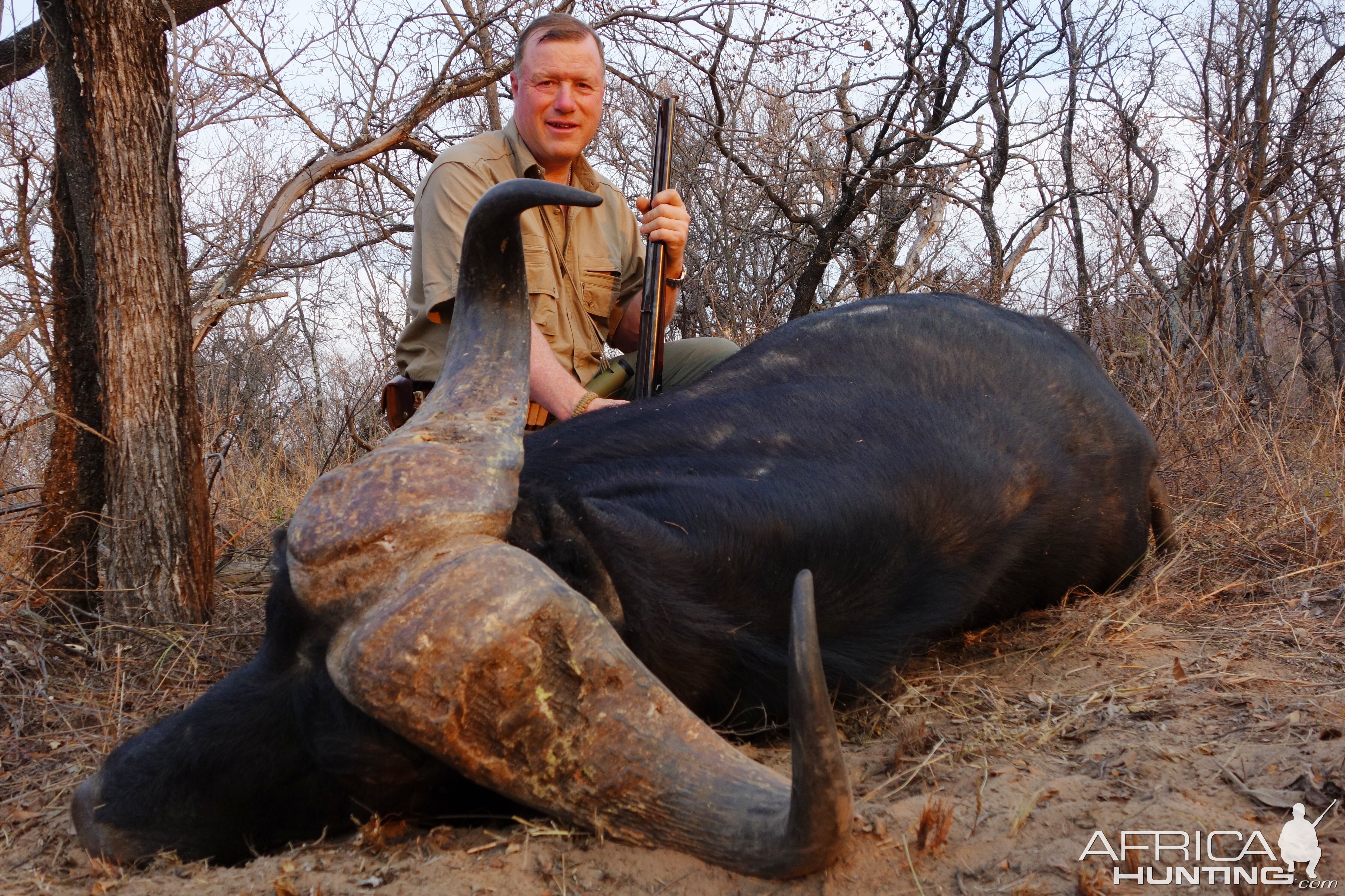 Cape Buffalo