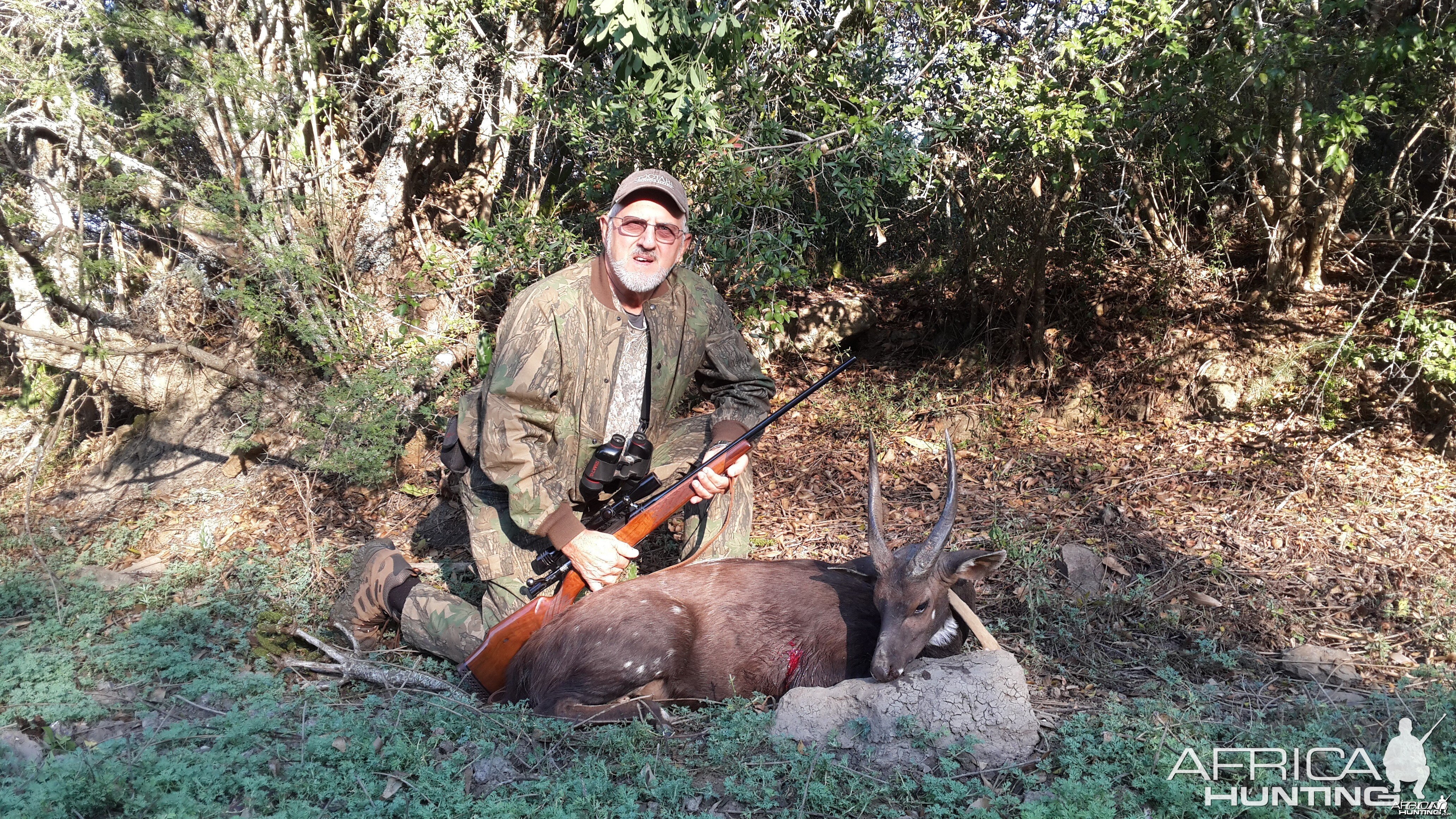 Cape Bushbuck