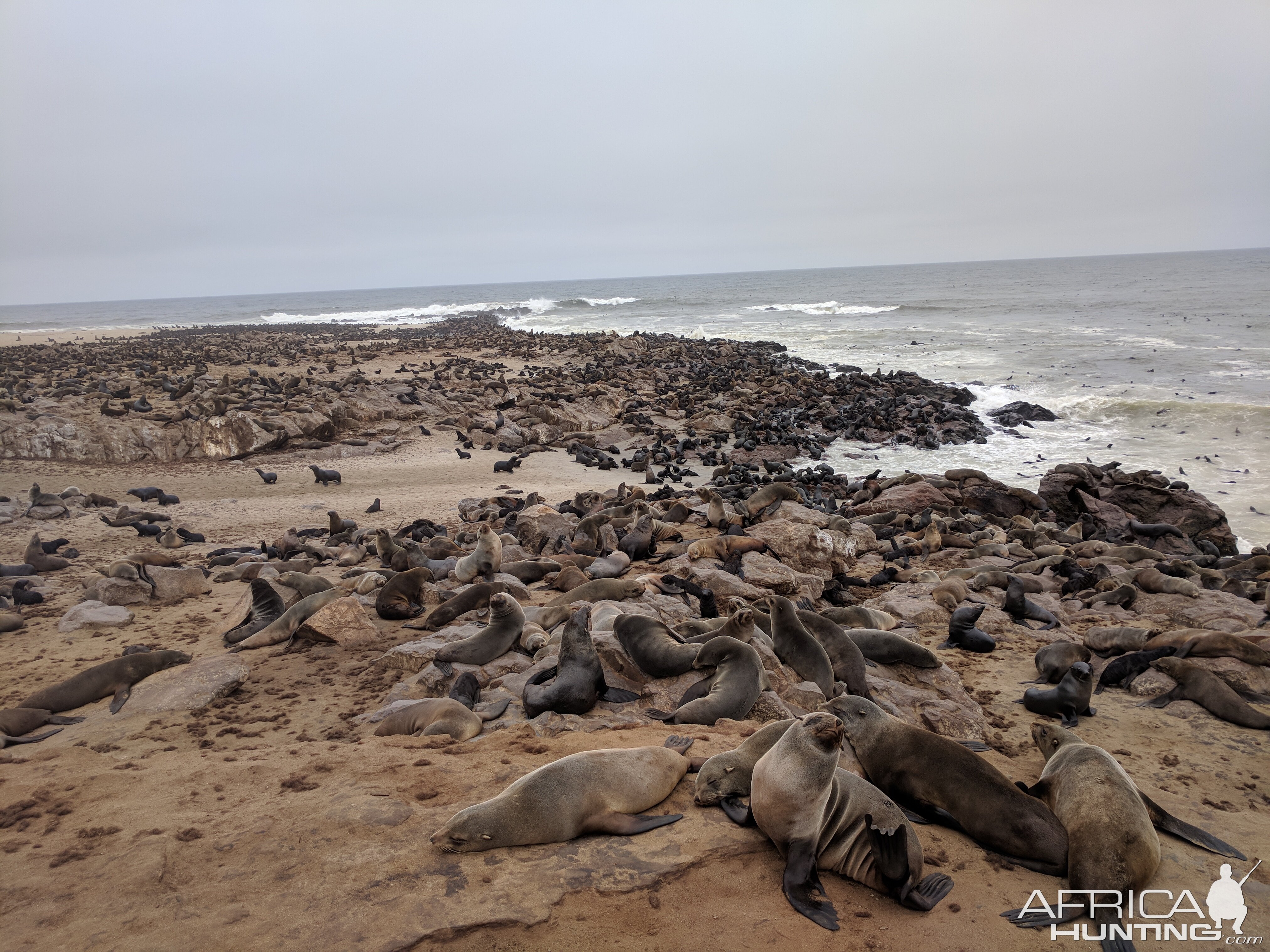 Cape Cross Seal Colony Namibia