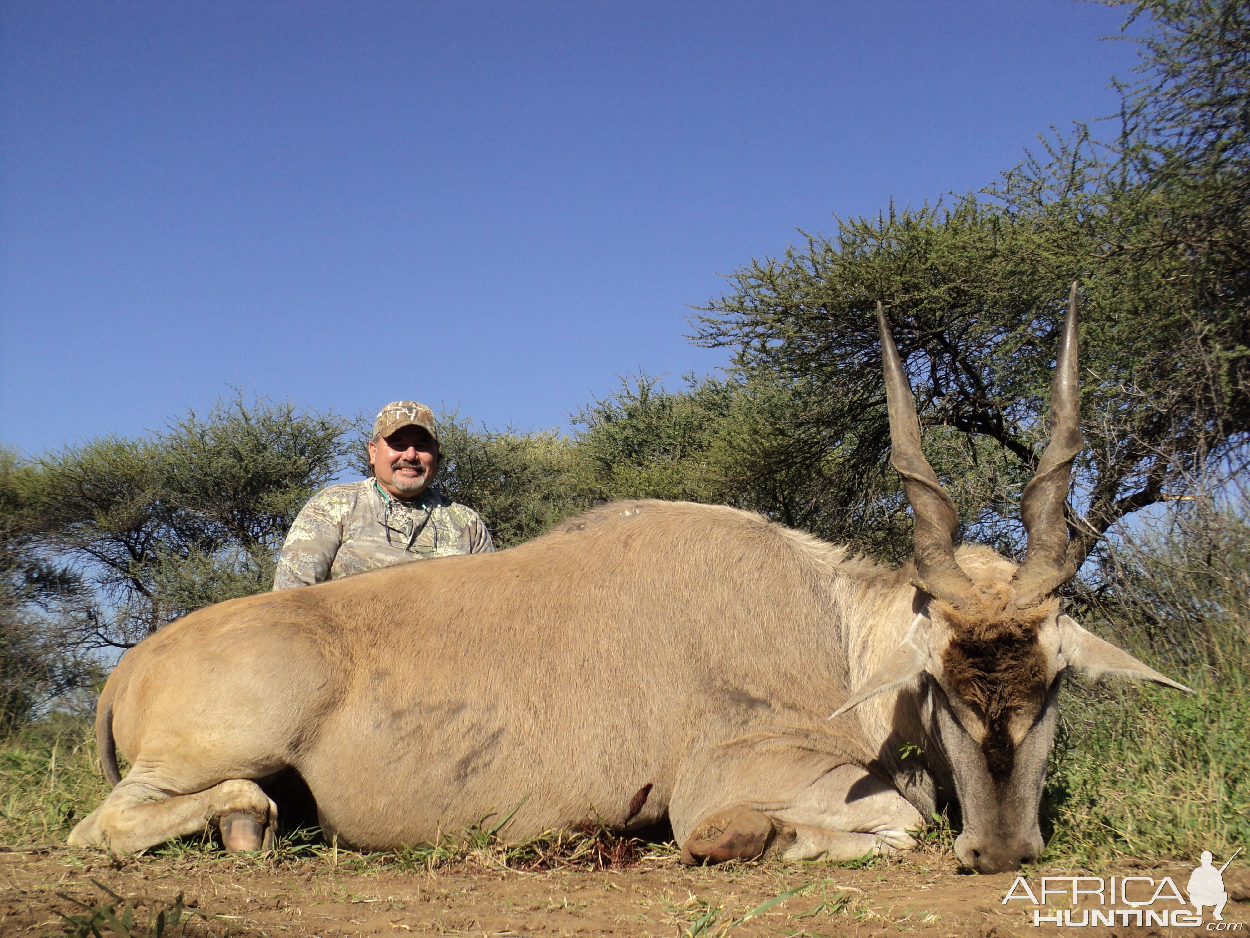 Cape Eland, 2010