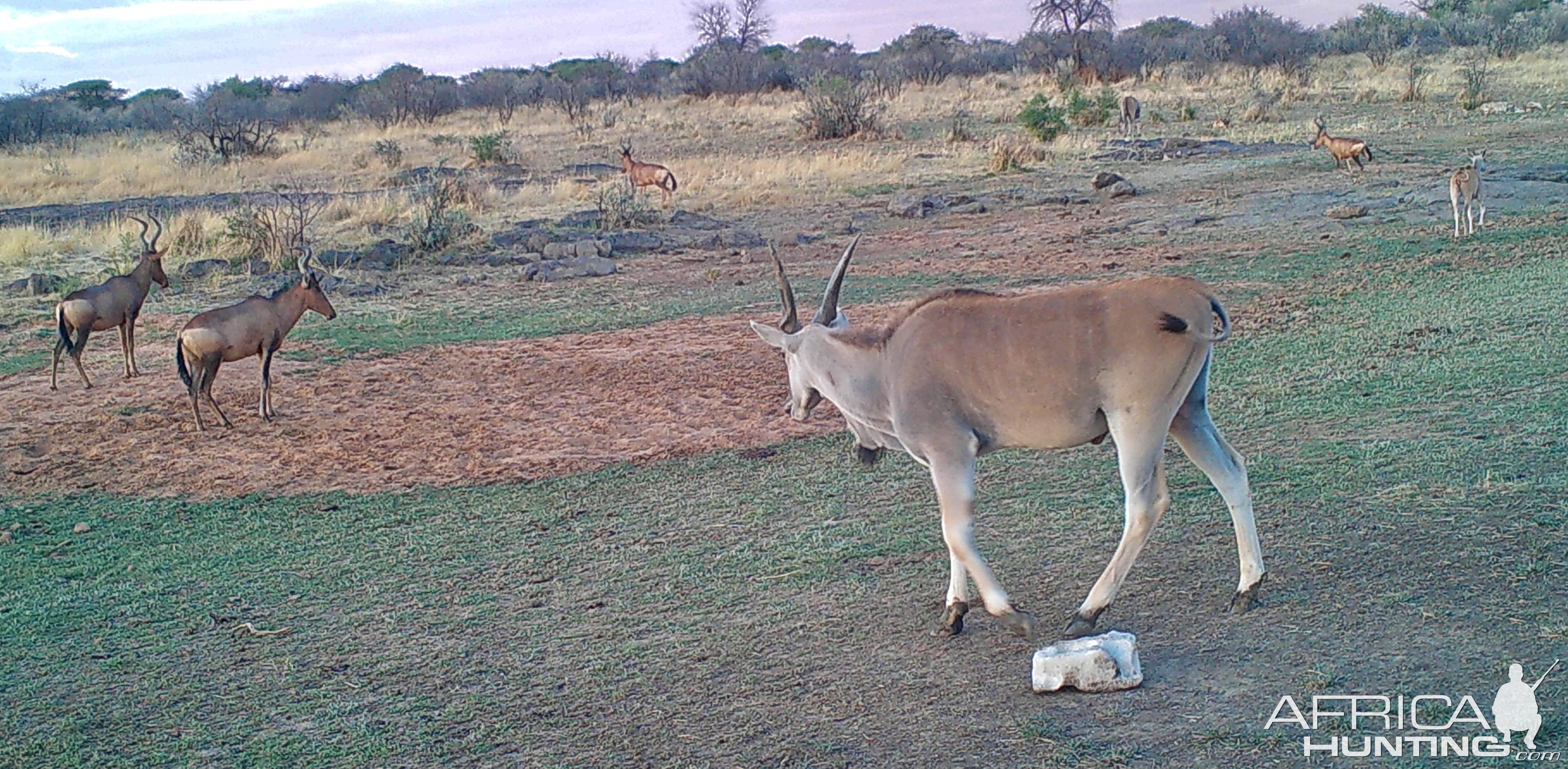 Cape Eland and Red Hartebeest
