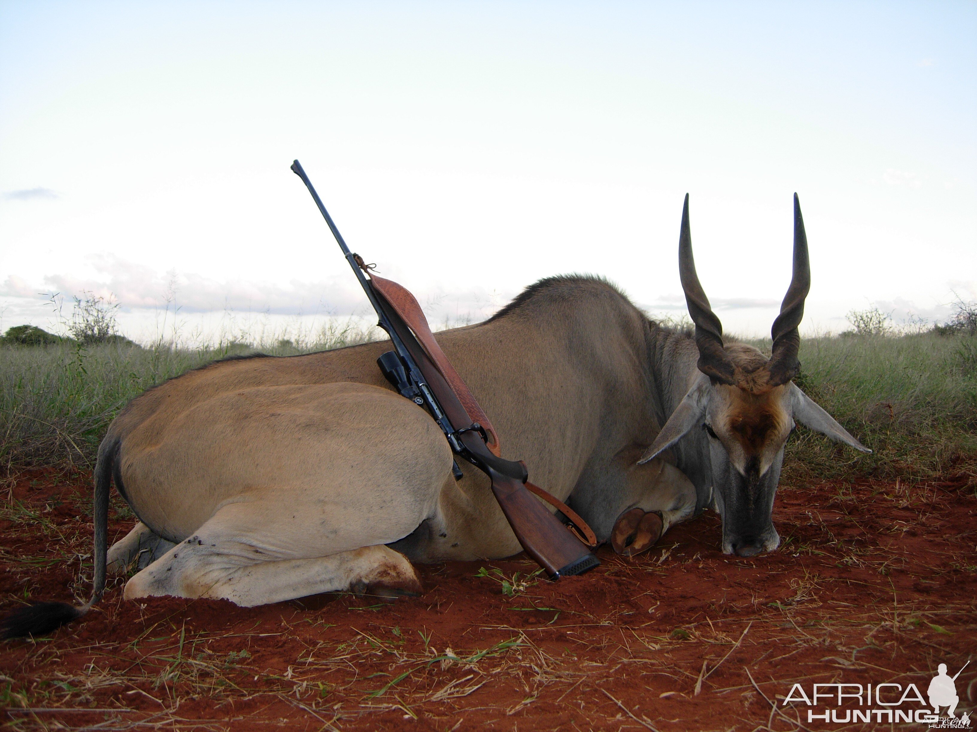 Cape Eland bull