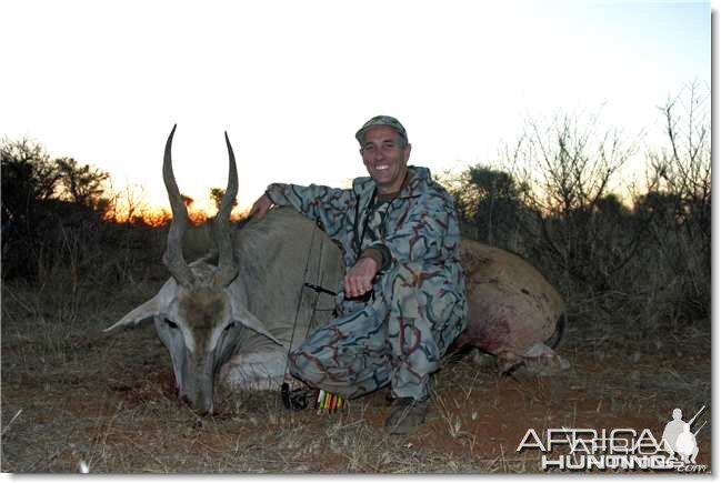 Cape eland-Limpopo