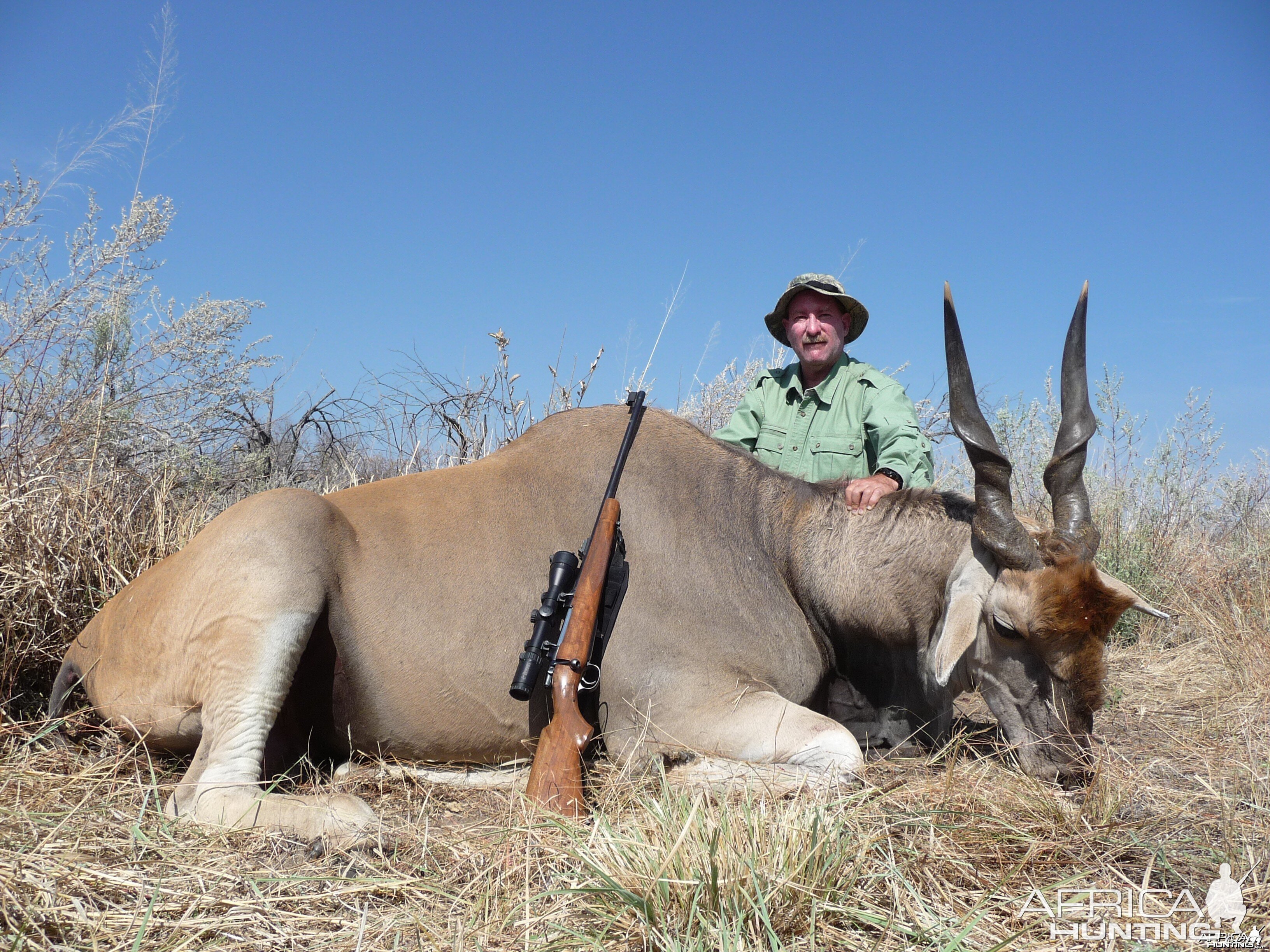 Cape Eland Nam 2012