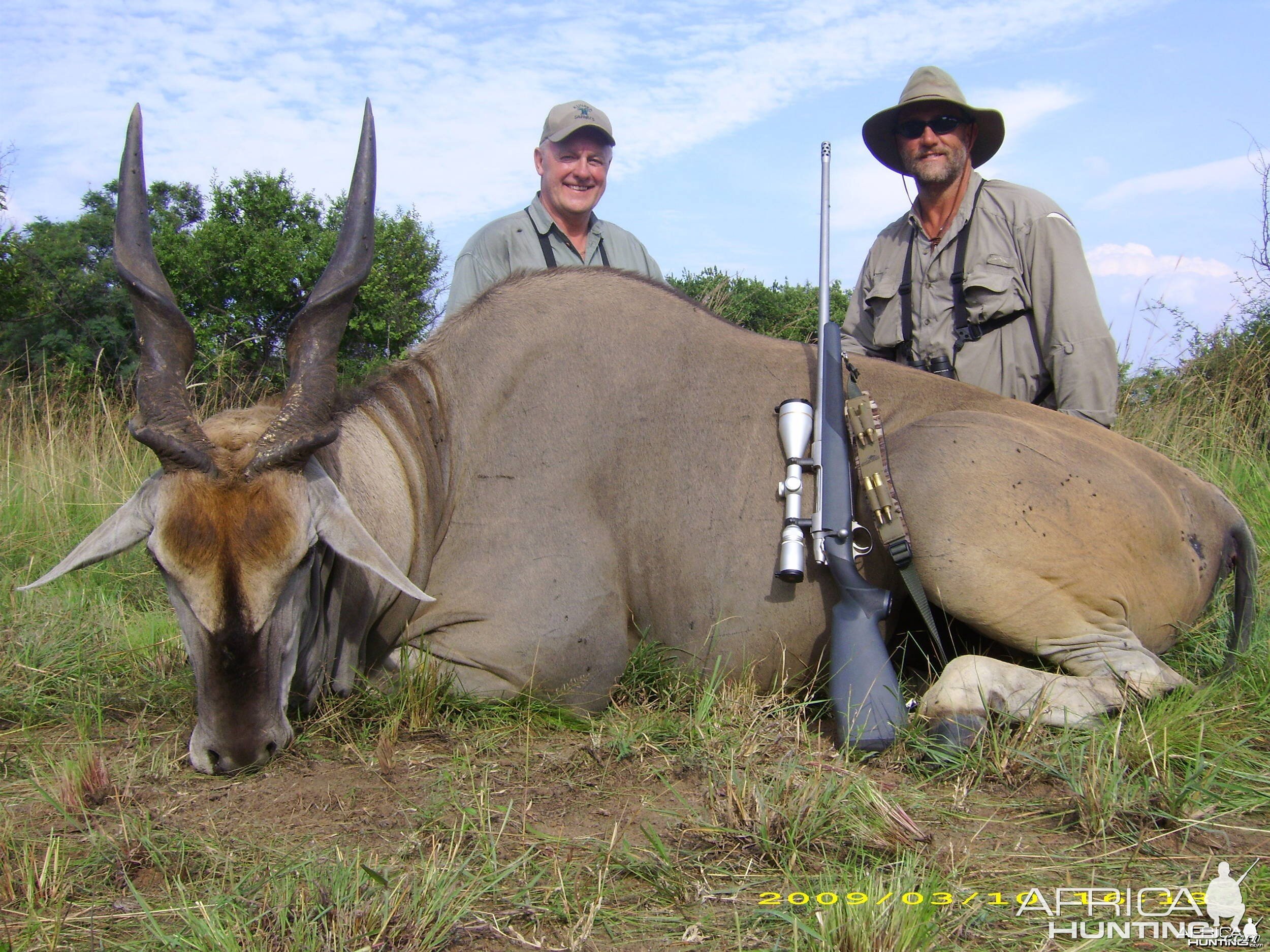 Cape Eland