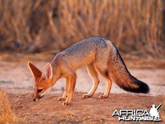 Cape Fox