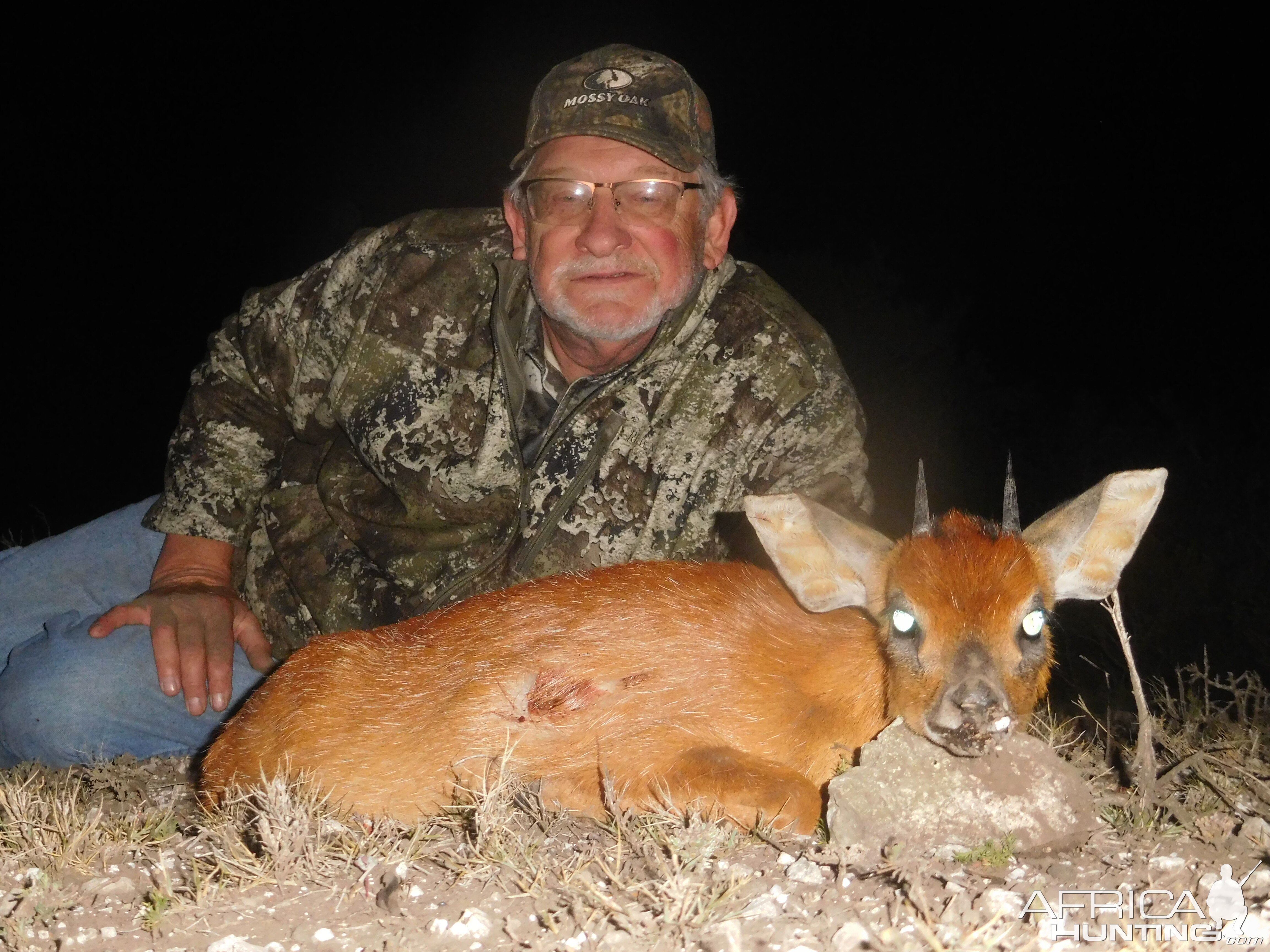 Cape Grysbok Hunting South Africa