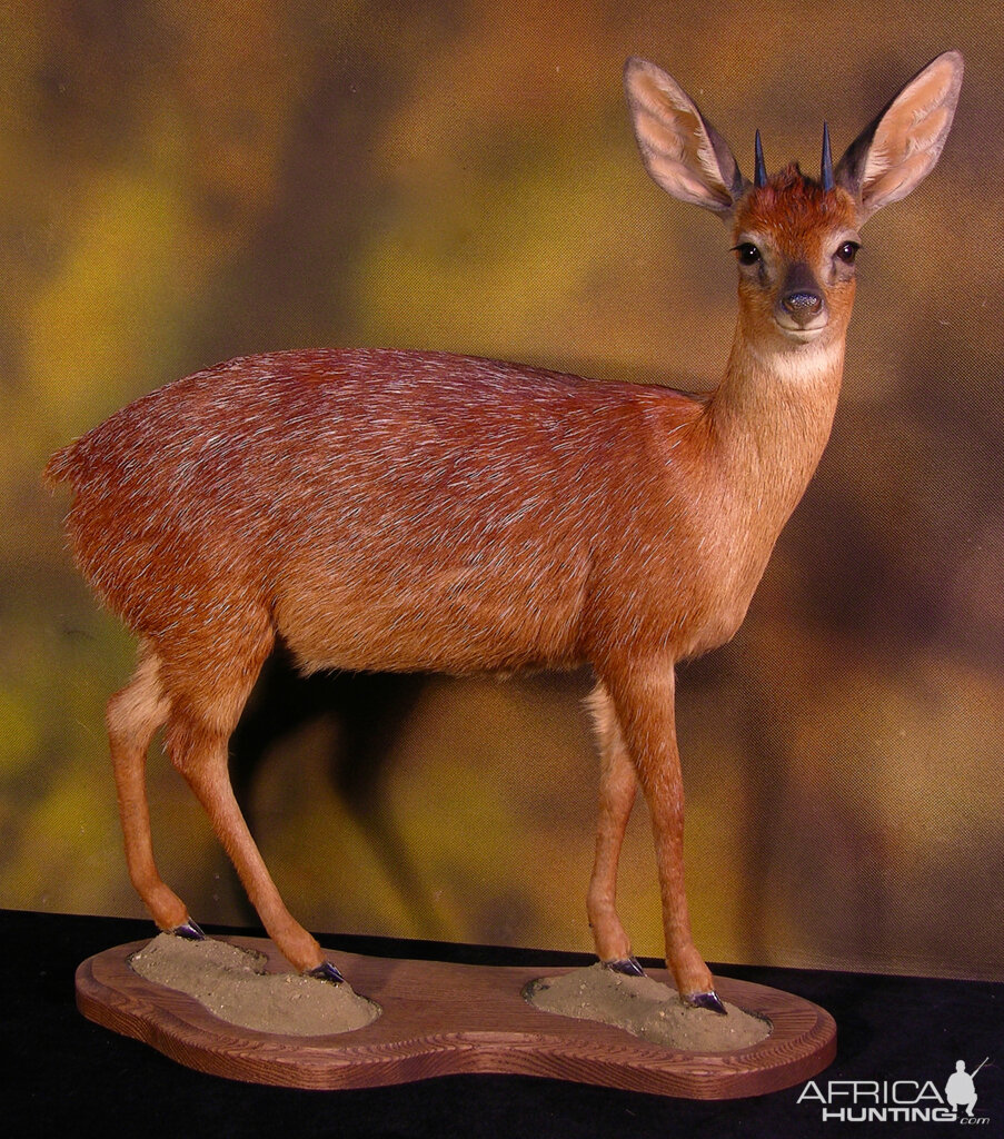 Cape Grysbok Tiny Ten Full Mount Taxidermy