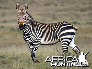 Cape Mountain Zebra (Mountain Zebra)