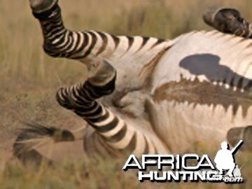 Cape Mountain Zebra (Mountain Zebra)