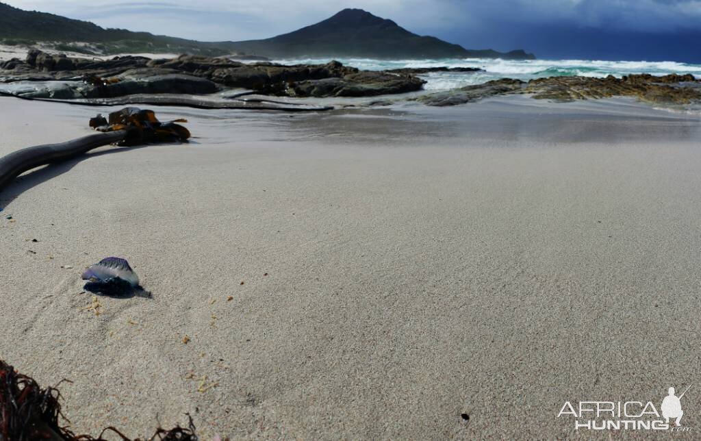 Cape of Good Hope South Africa