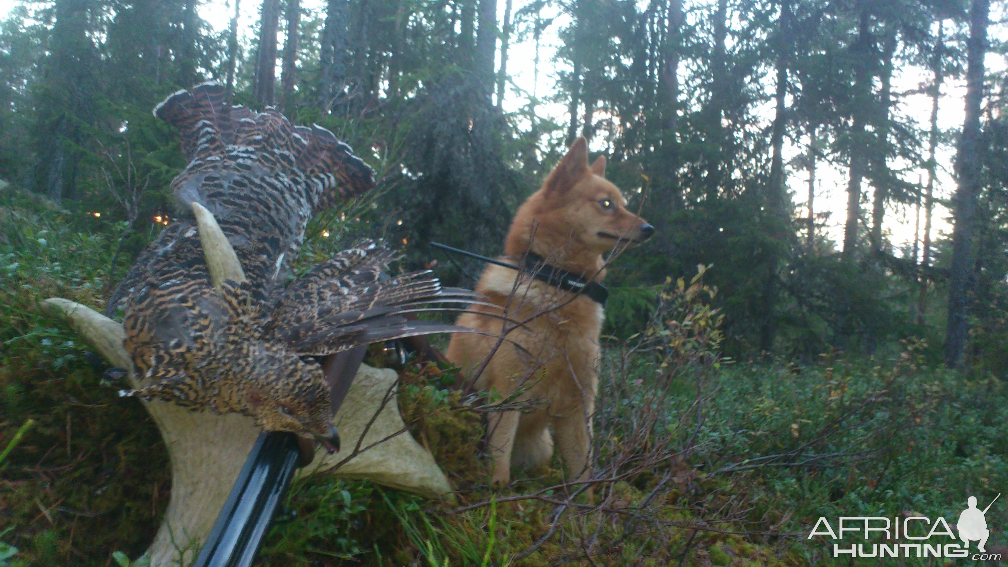 Capercaille hunting in Norway