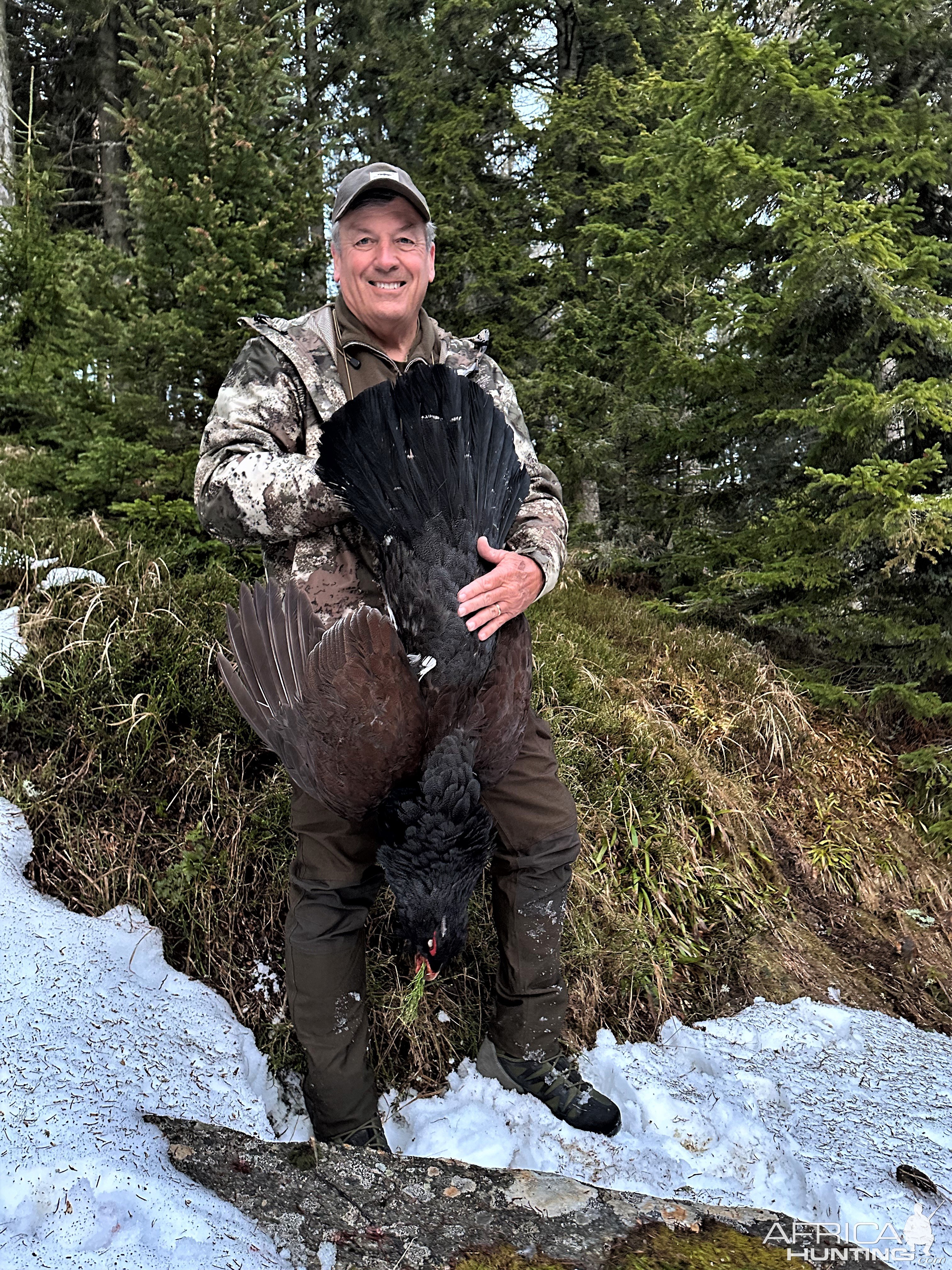 Capercaillie Grouse Hunting Austria