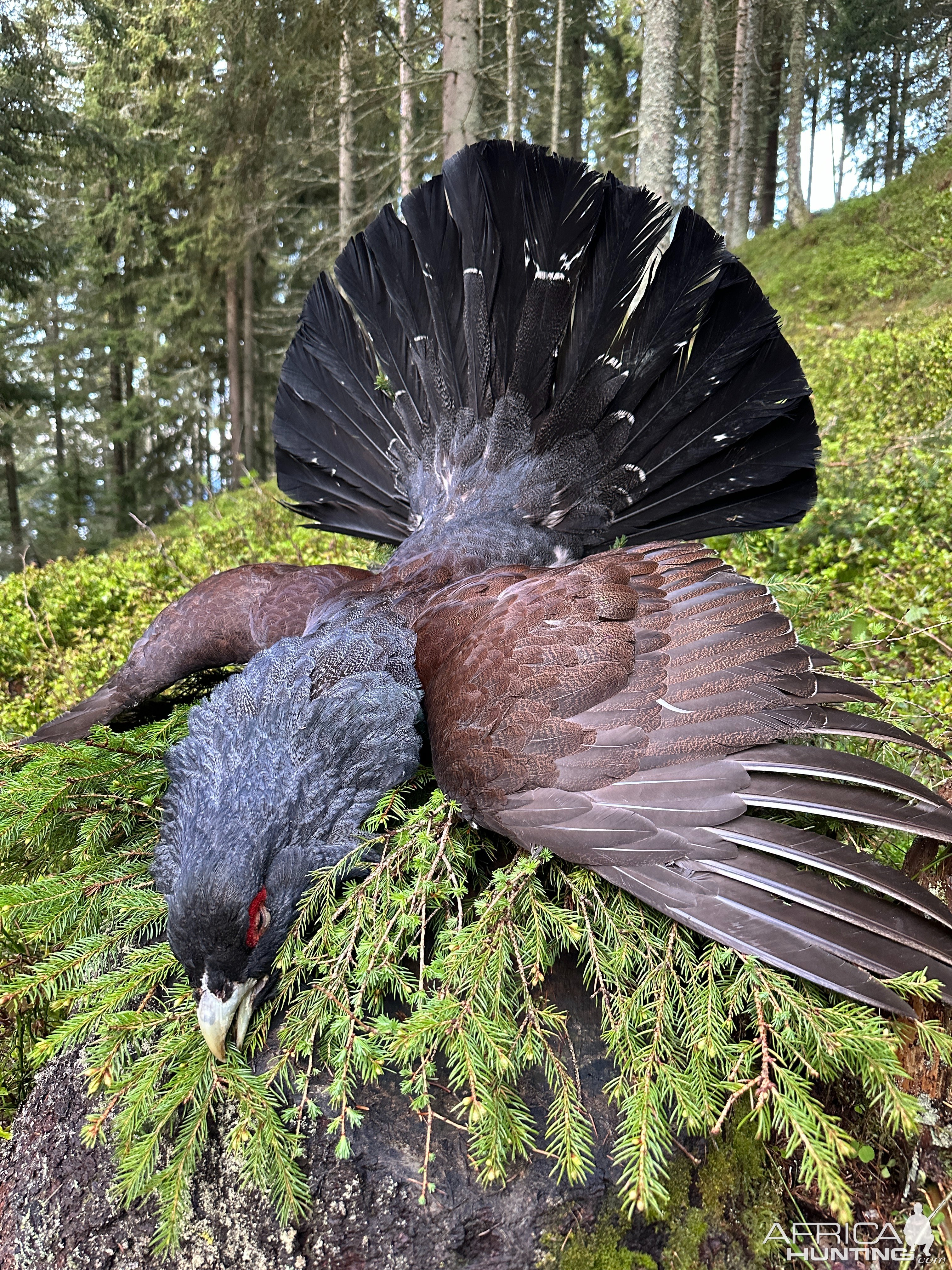 Capercaillie Hunt Austria