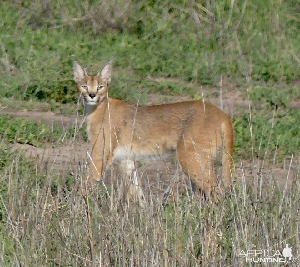 Caracal in the Kruger National Park South Africa