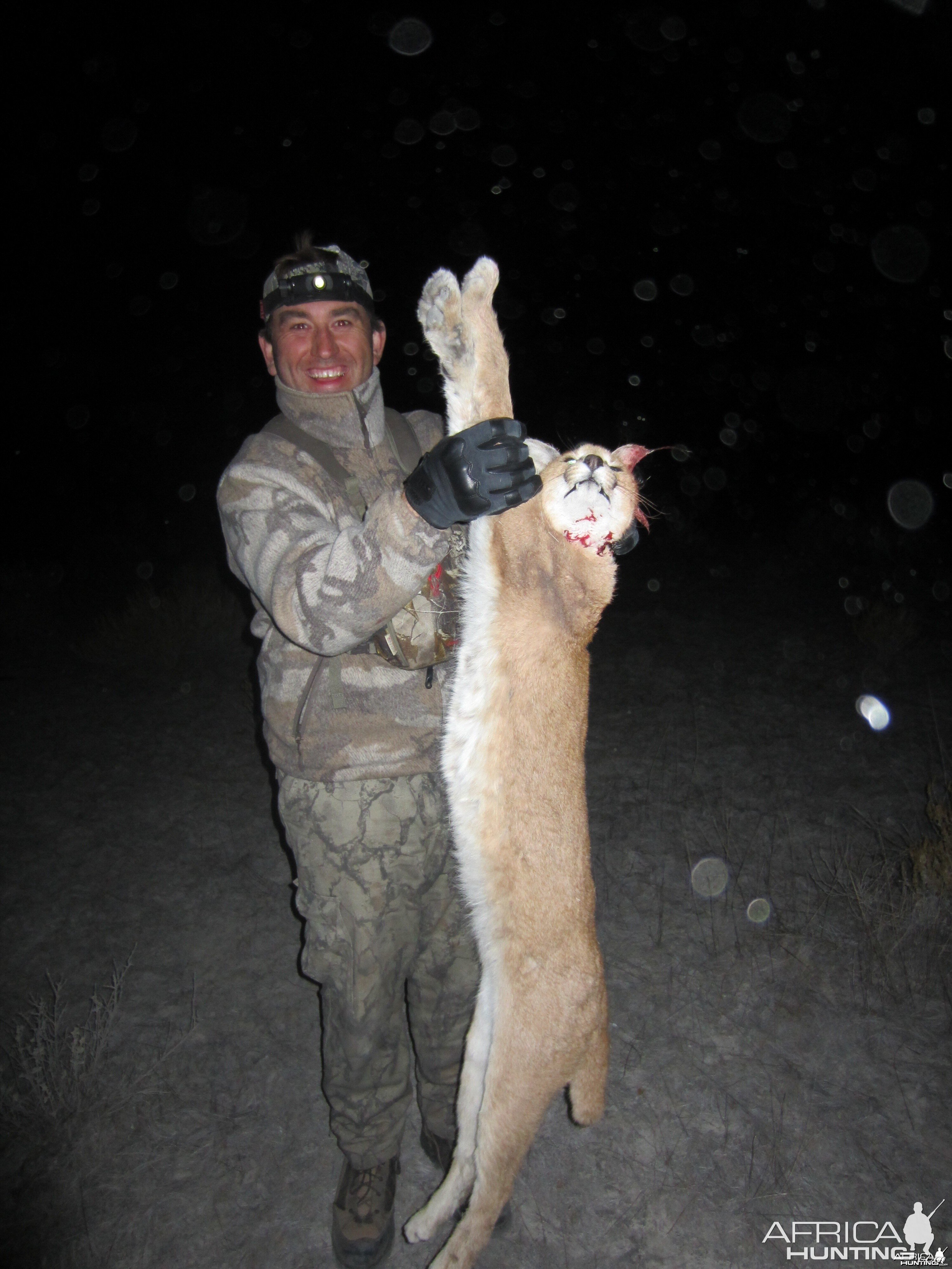 Caracal Namibia