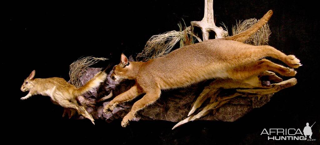 Caracal & Springhare Full Mount Taxidermy