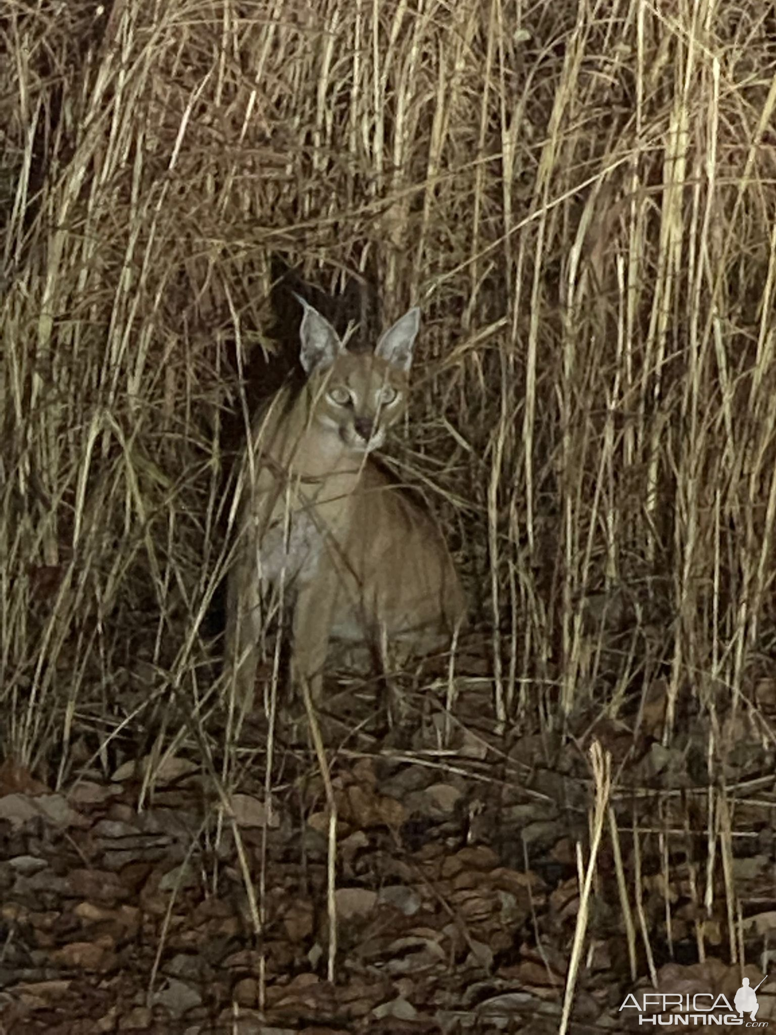 Caracal Zimbabwe