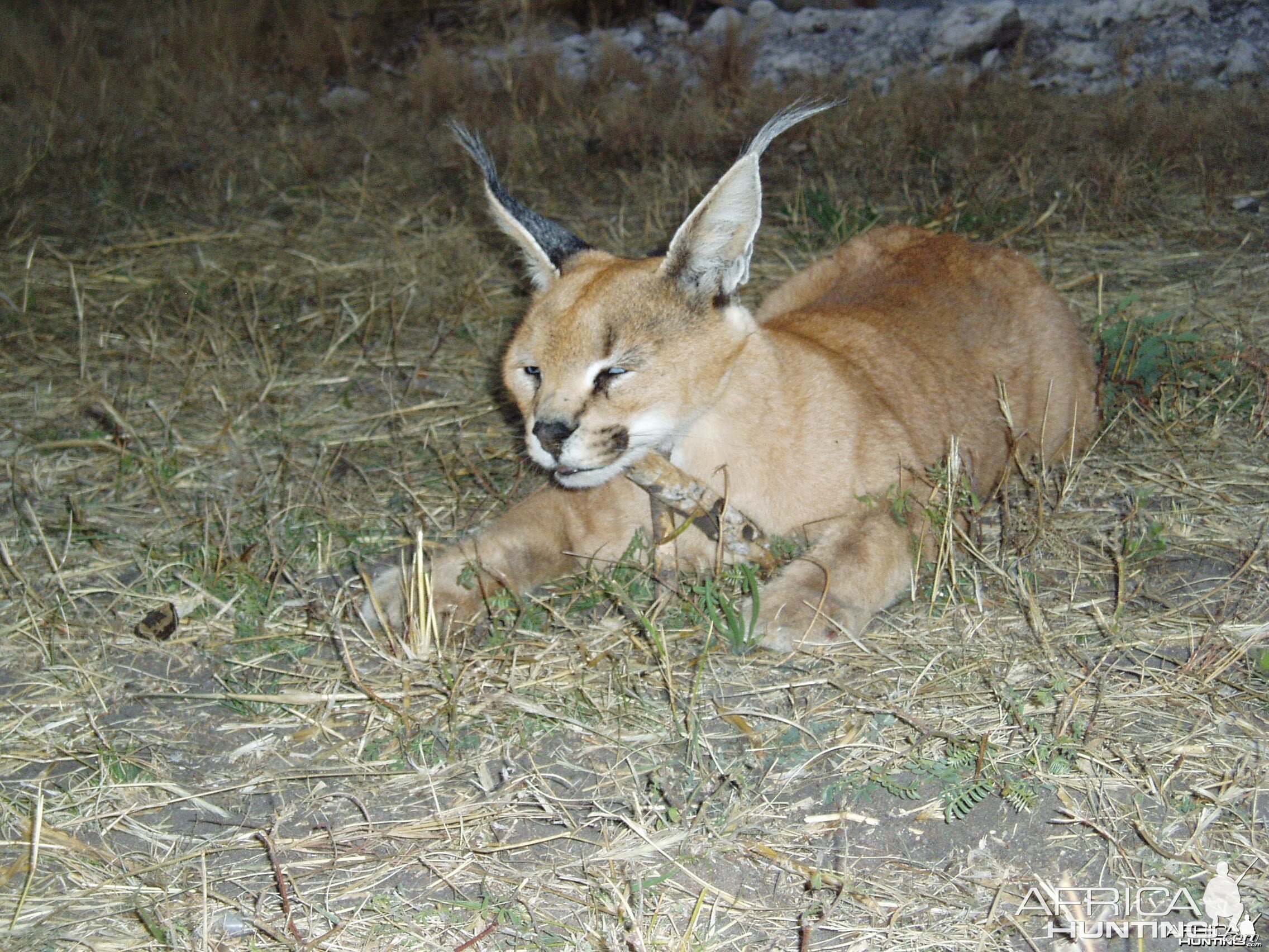 Caracal