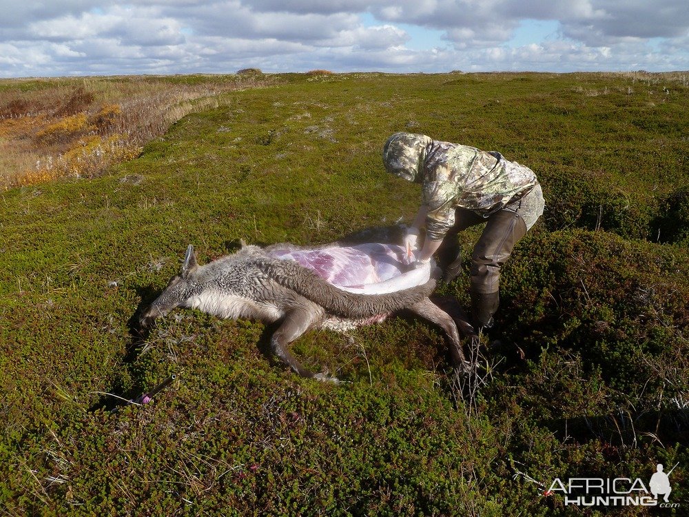 Caribou Hunt Alaska