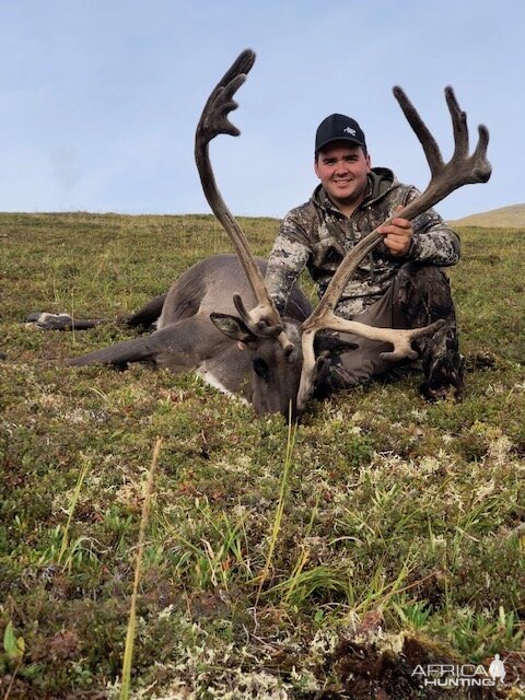 Caribou Hunting Alaska USA