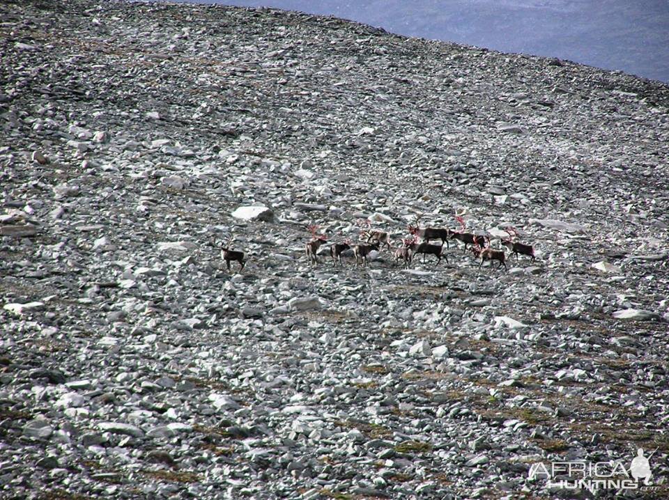 Caribou in Norway