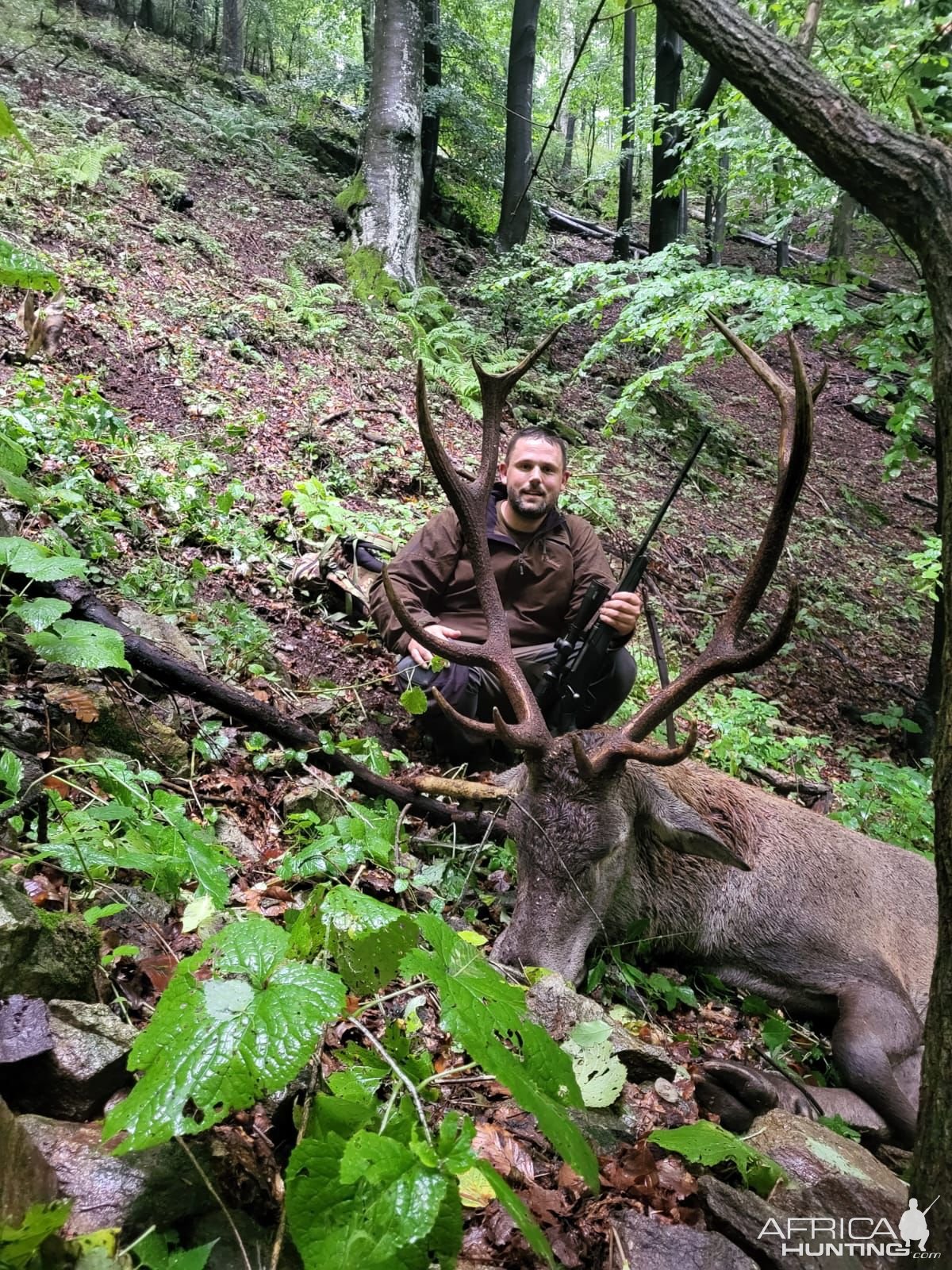 Carpathian Red Stag Hunt Romania